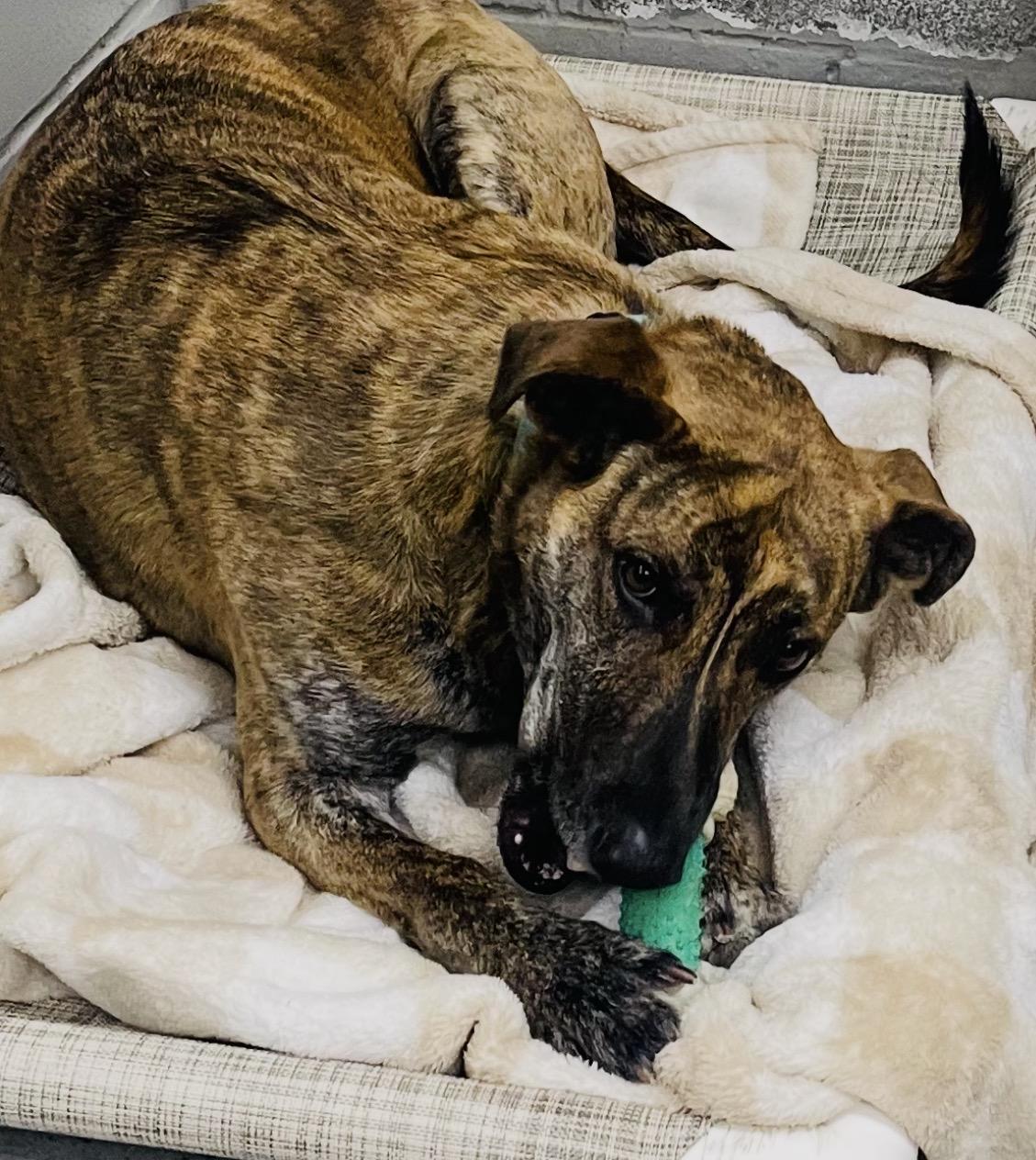 Enlarge Frankie, a Adoptable mixed breed in Cincinnati, OH image 6/6