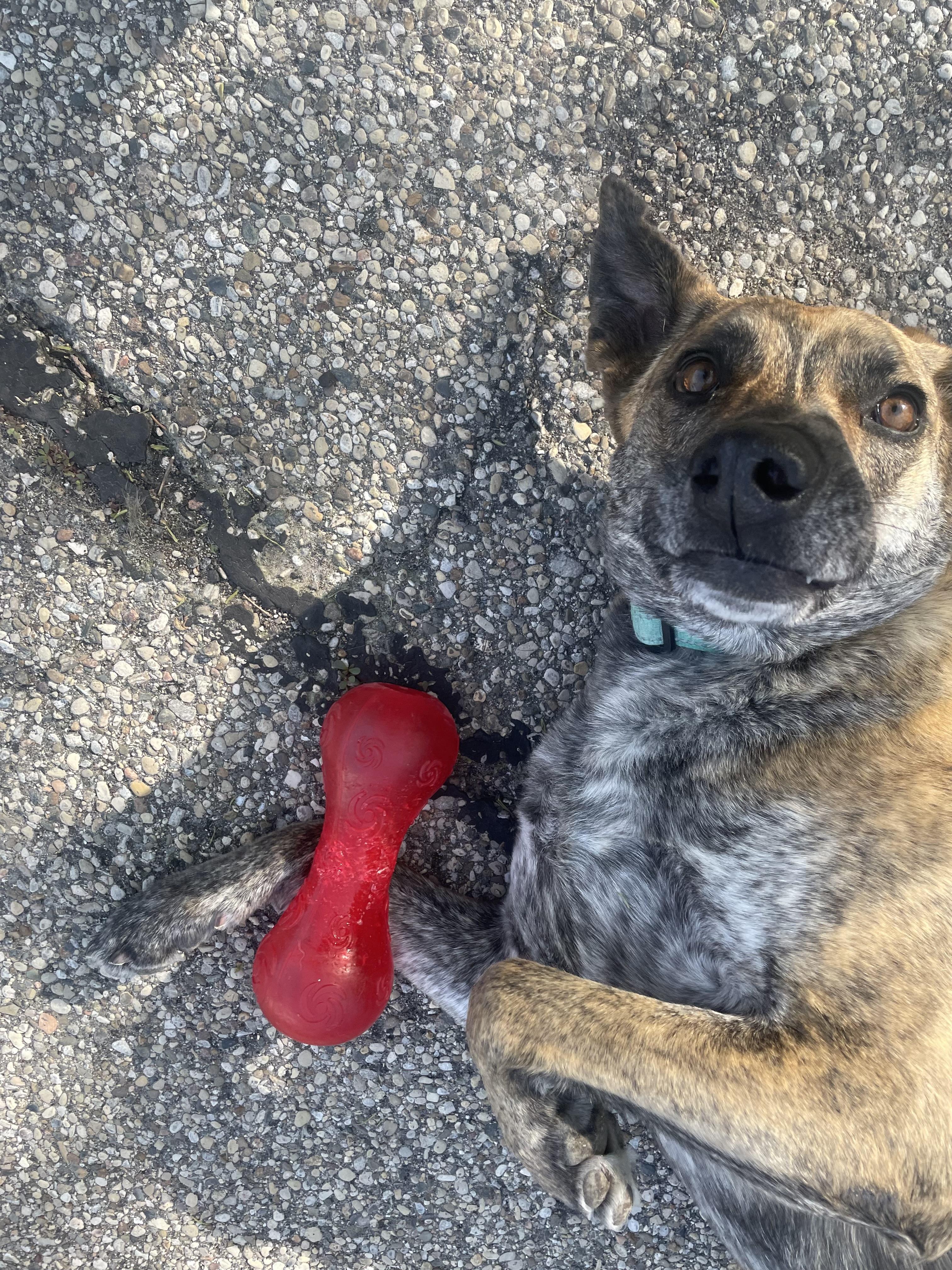 Enlarge Frankie, a Adoptable mixed breed in Cincinnati, OH image 6/6
