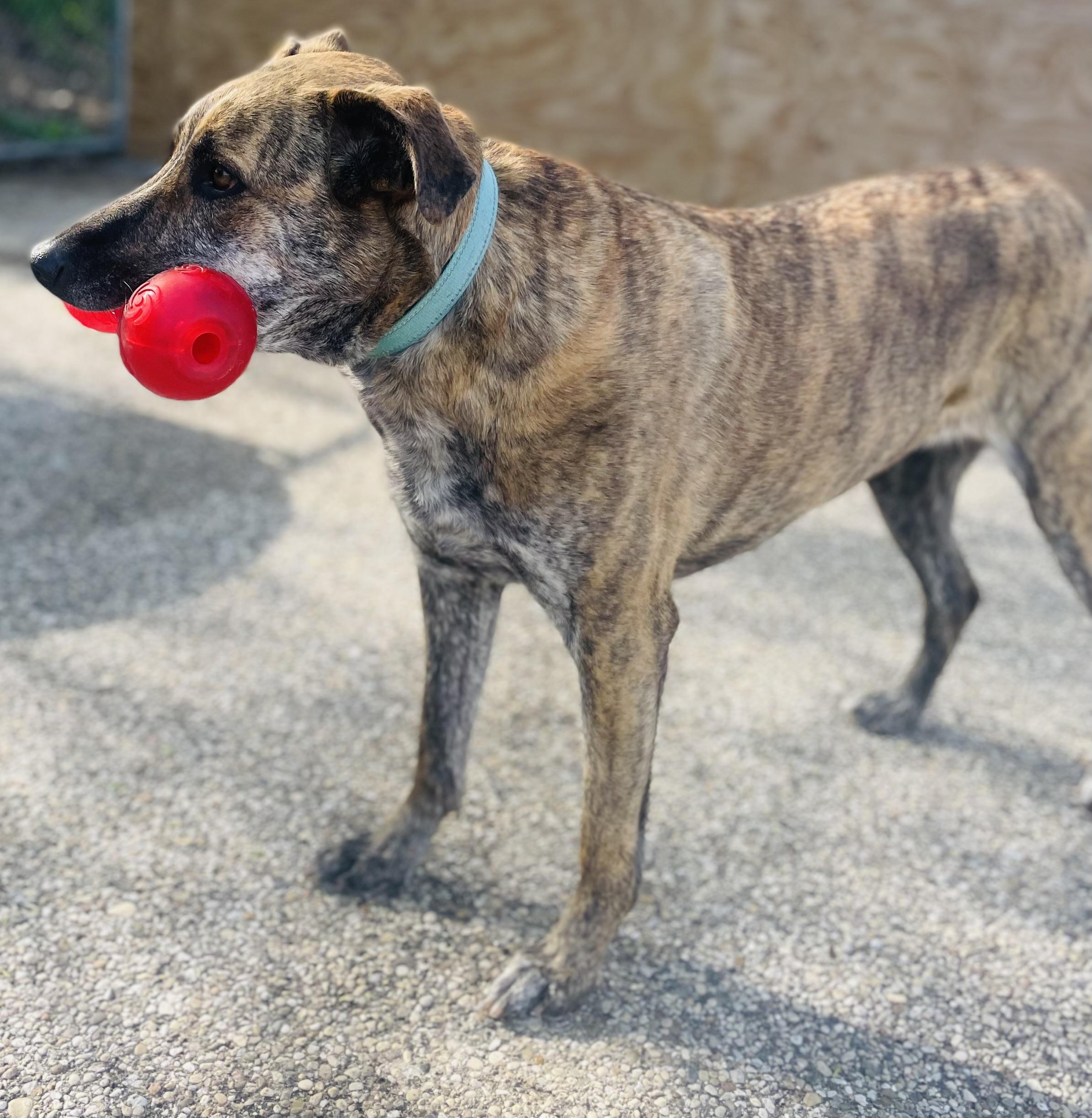 Enlarge Frankie, a Adoptable mixed breed in Cincinnati, OH image 4/6