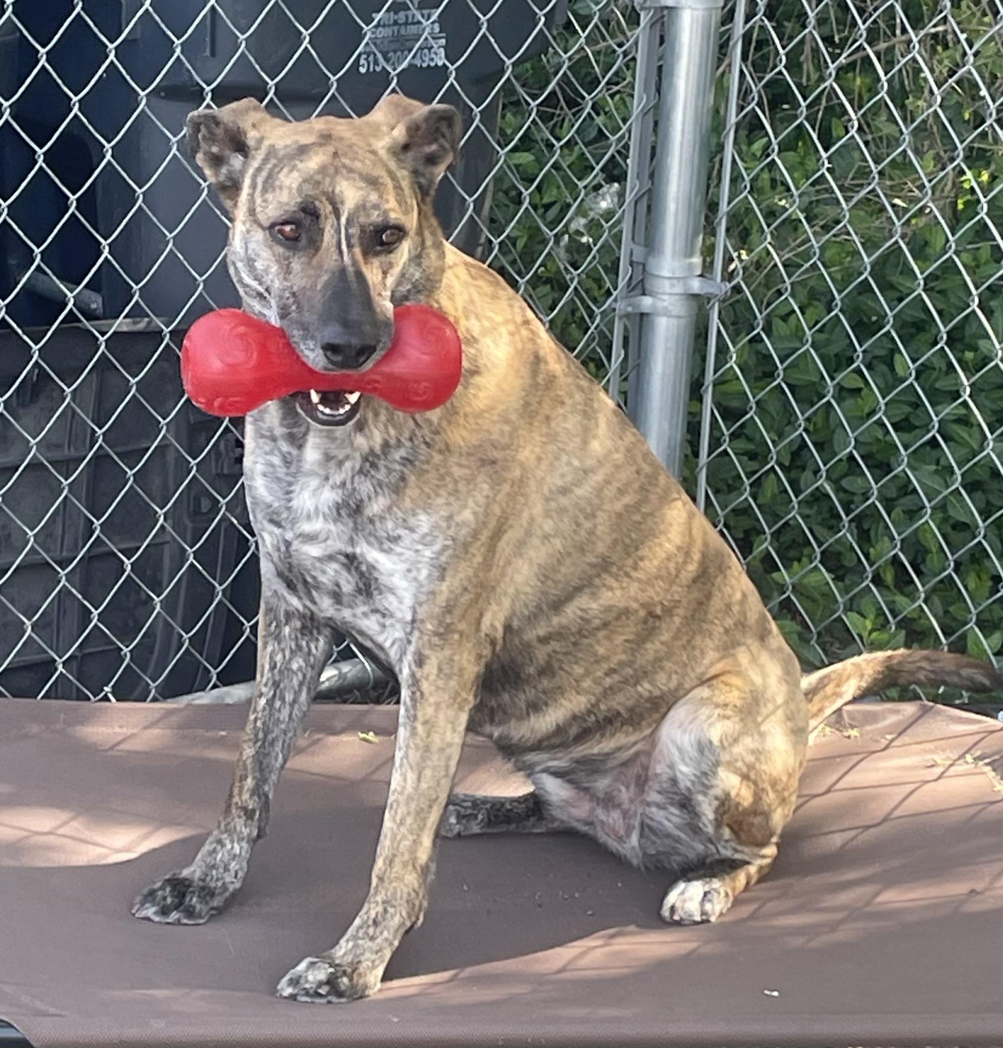 Enlarge Frankie, a Adoptable mixed breed in Cincinnati, OH image 5/6