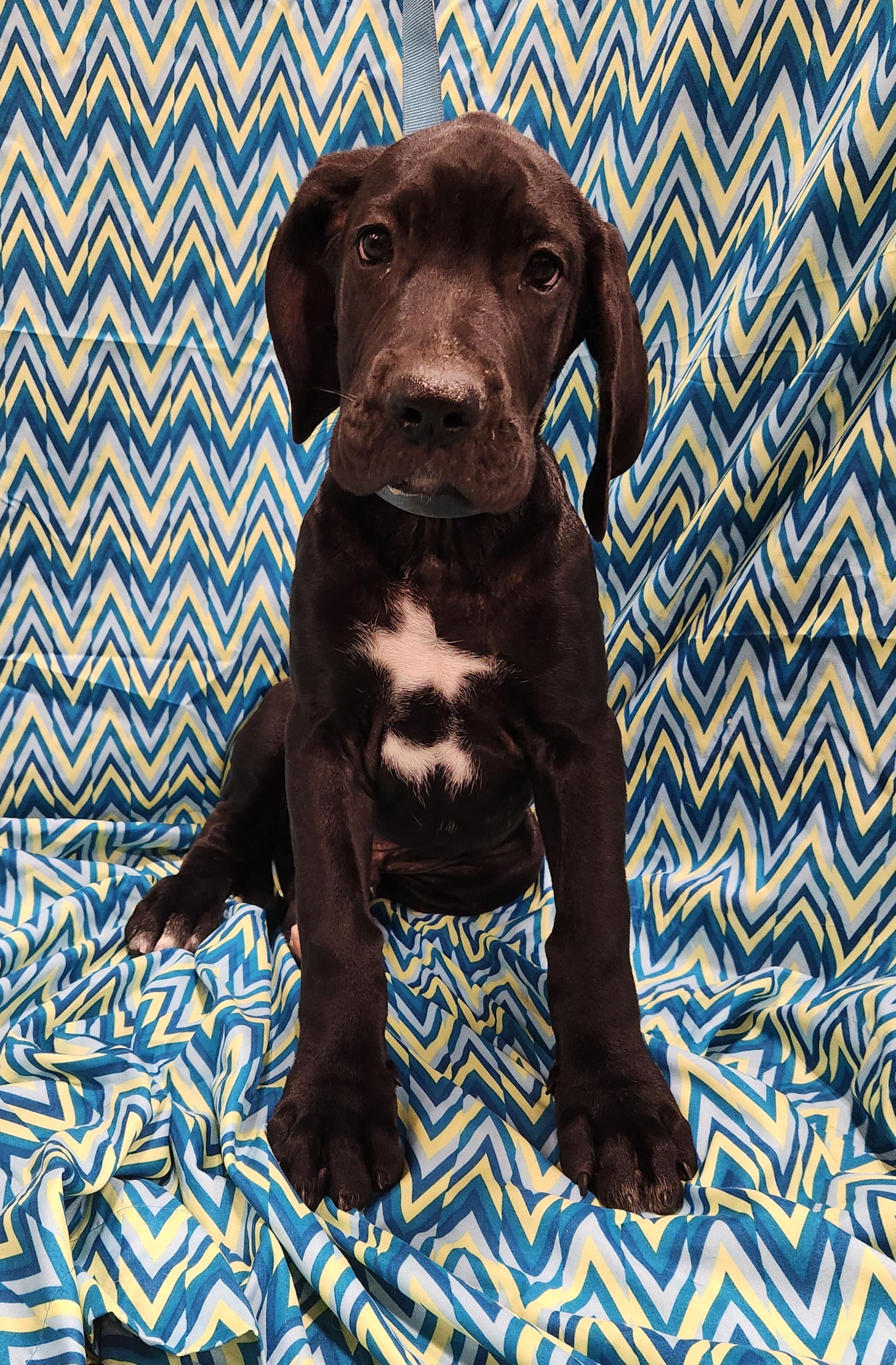 Enlarge Maschiff , an adopted mixed breed in Baton Rouge, LA image 4/4