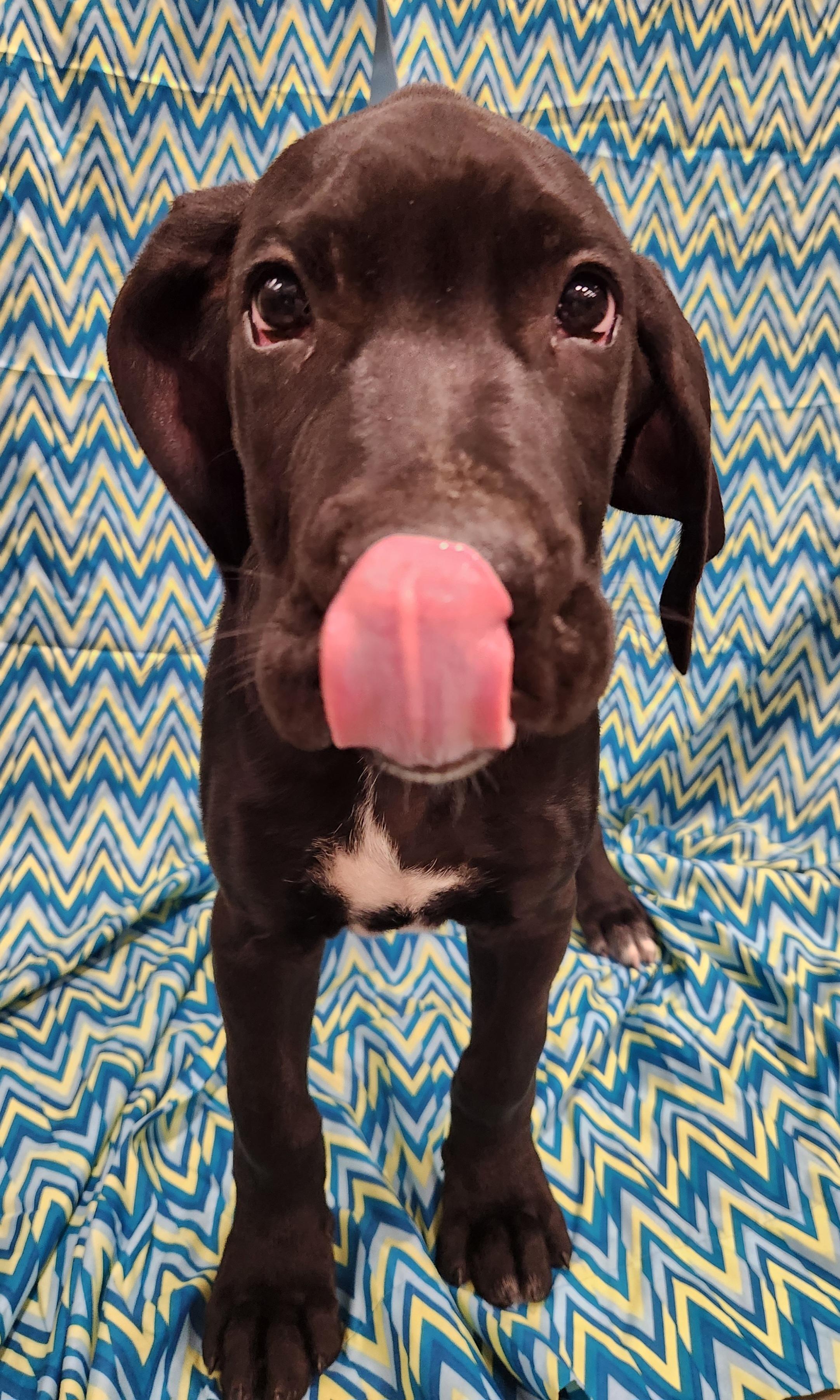 Maschiff , adopted, Puppy Male Great Dane & Cane Corso.
