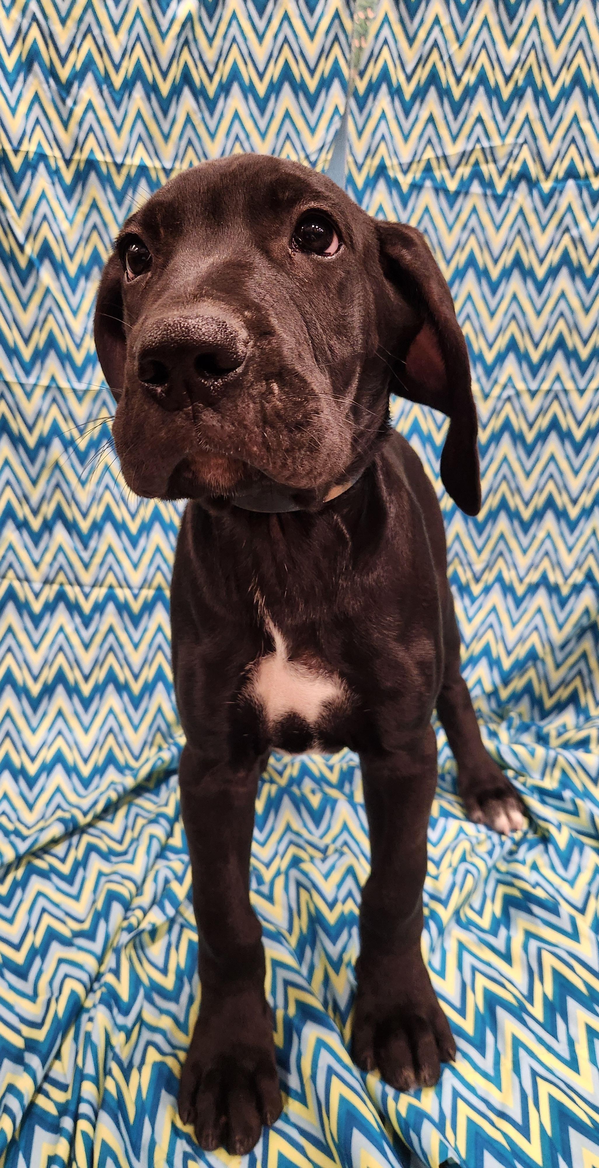 Enlarge Maschiff , an adopted mixed breed in Baton Rouge, LA image 2/4