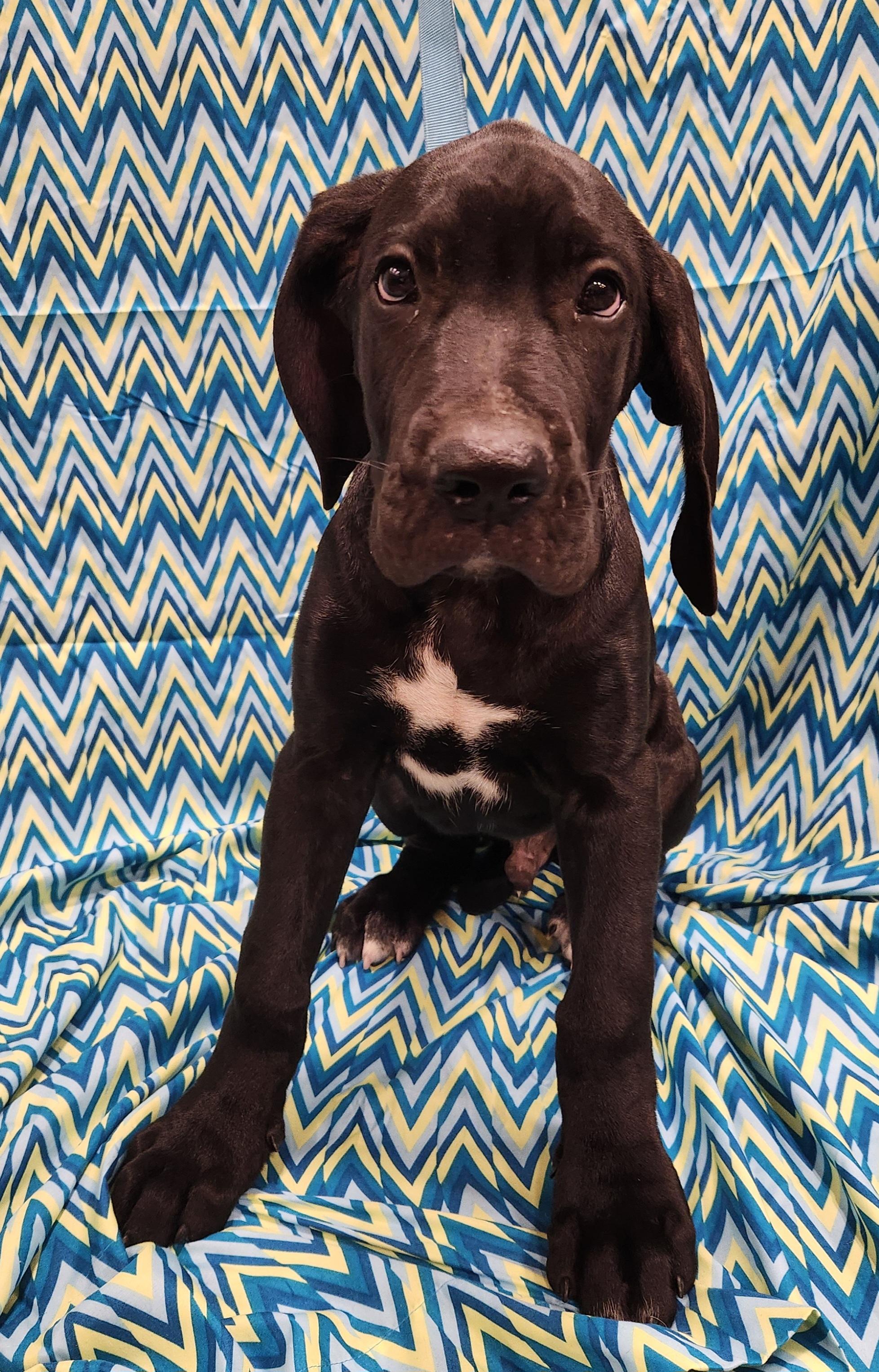 Enlarge Maschiff , an adopted mixed breed in Baton Rouge, LA image 3/4