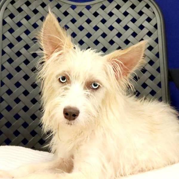 Enlarge Marla, a Adoptable mixed breed in Midland, TX image 1/1