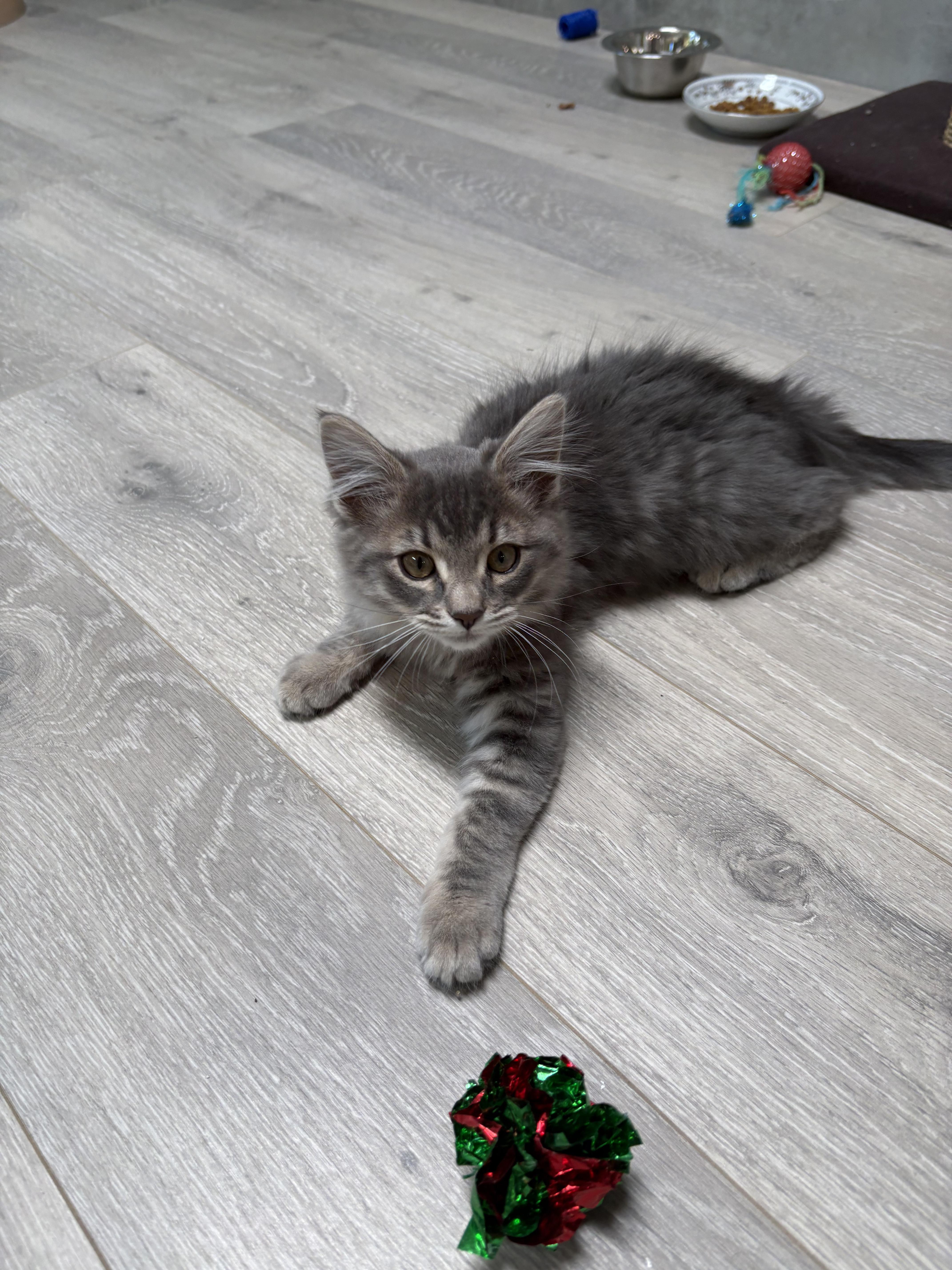 Glenda, an adopted mixed breed in Albuquerque, NM image 5/6