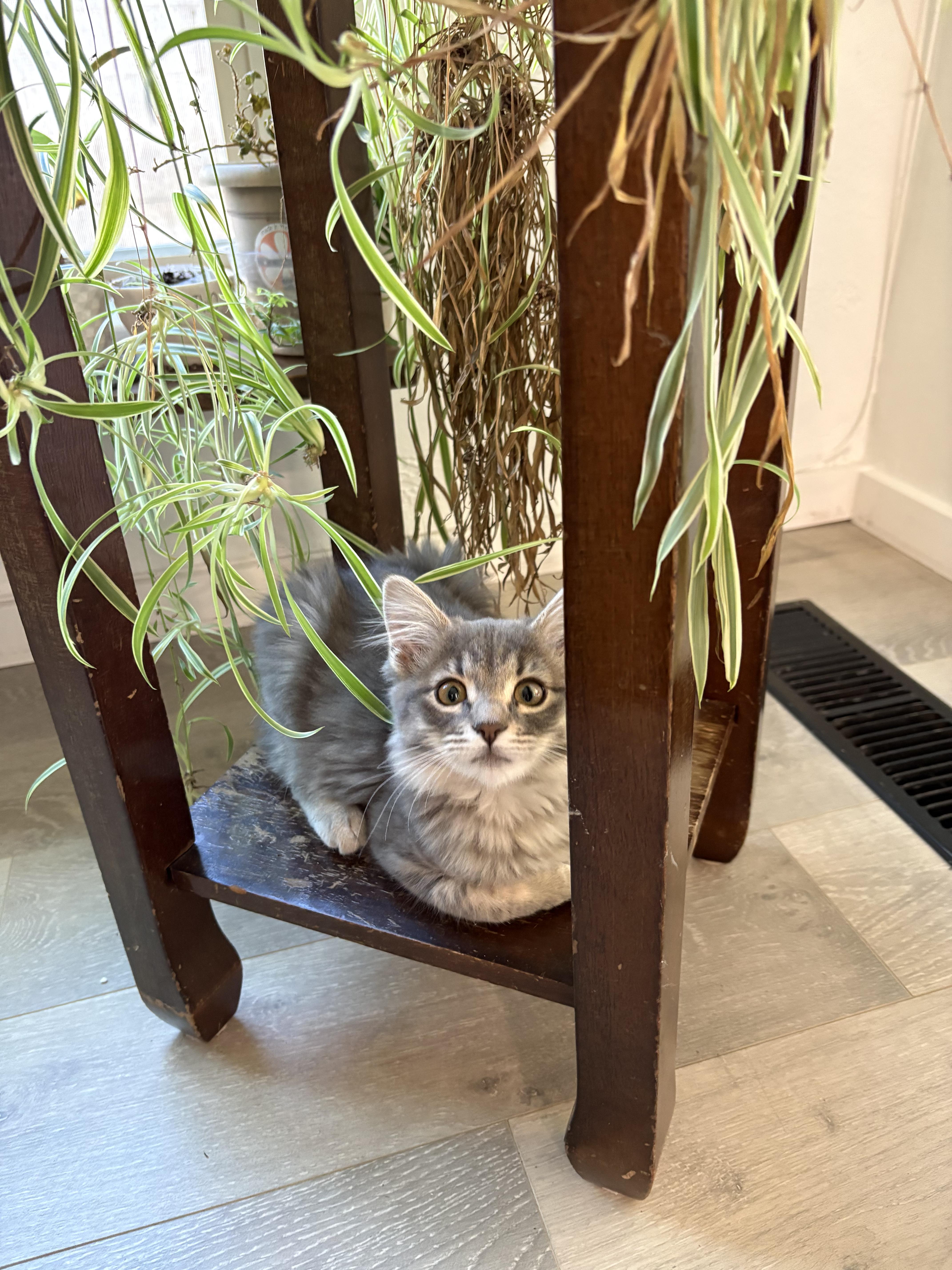 Glenda, an adopted mixed breed in Albuquerque, NM image 2/6