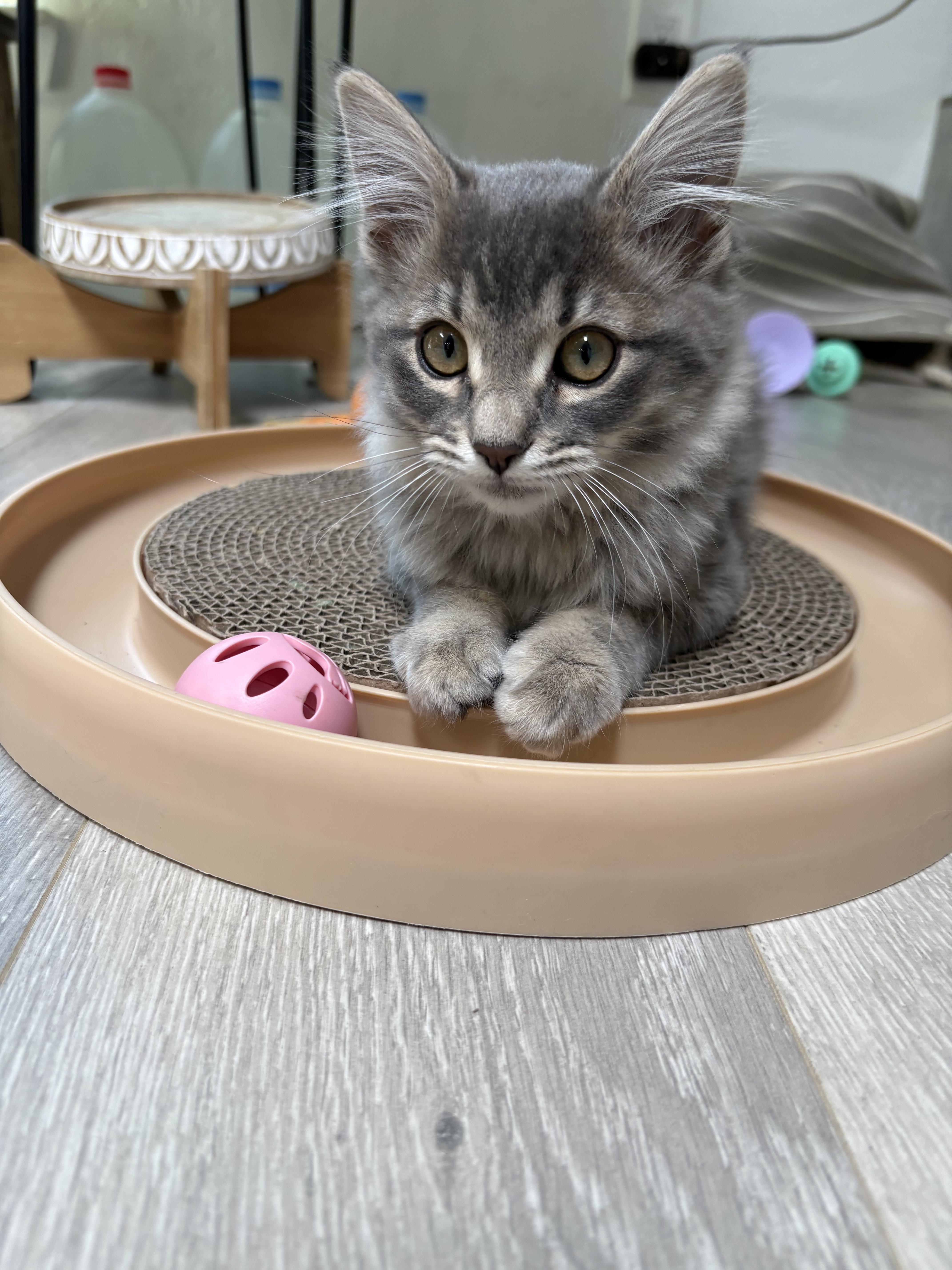 Glenda, an adopted mixed breed in Albuquerque, NM image 4/6