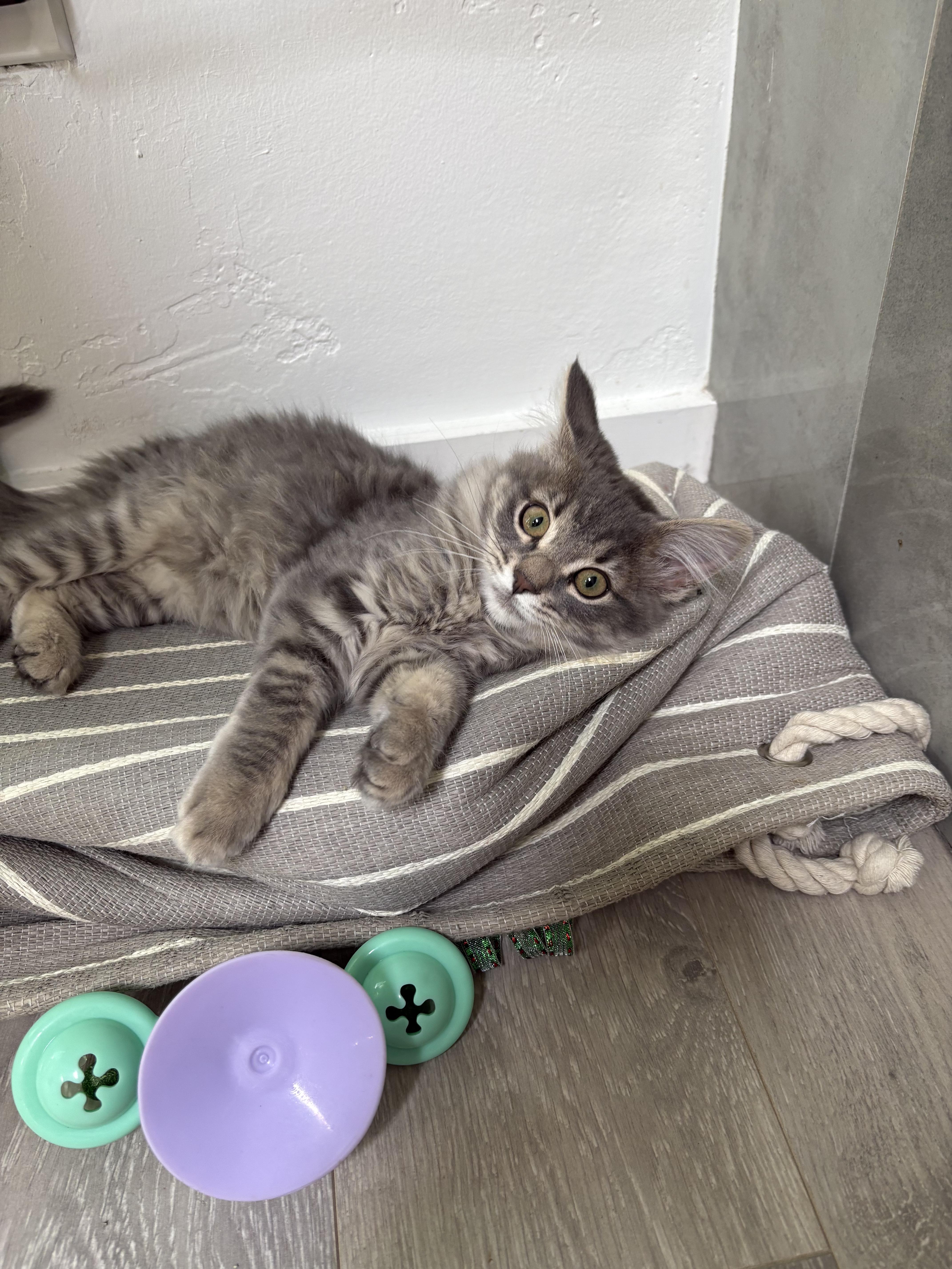 Glenda, an adopted mixed breed in Albuquerque, NM image 6/6