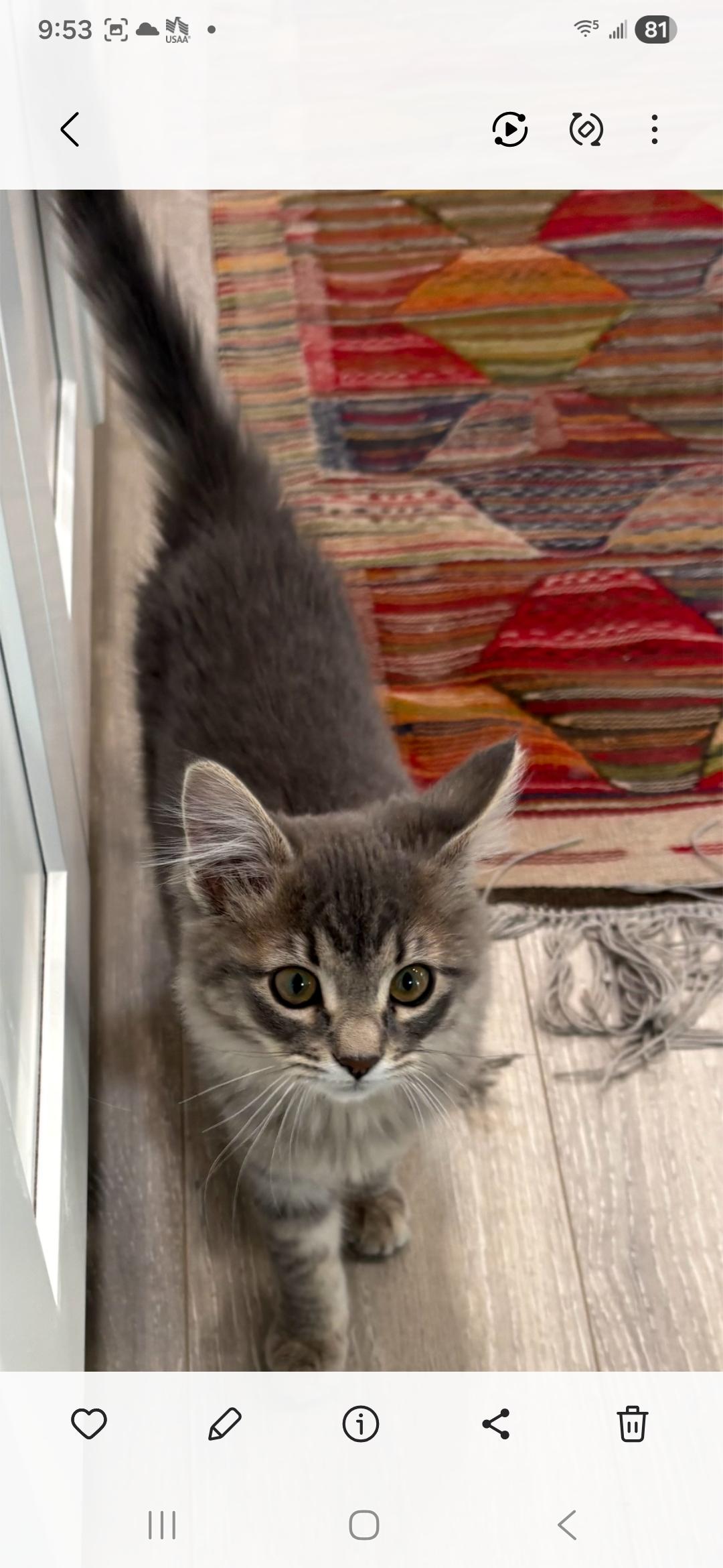 Glenda, an adopted mixed breed in Albuquerque, NM image 3/6