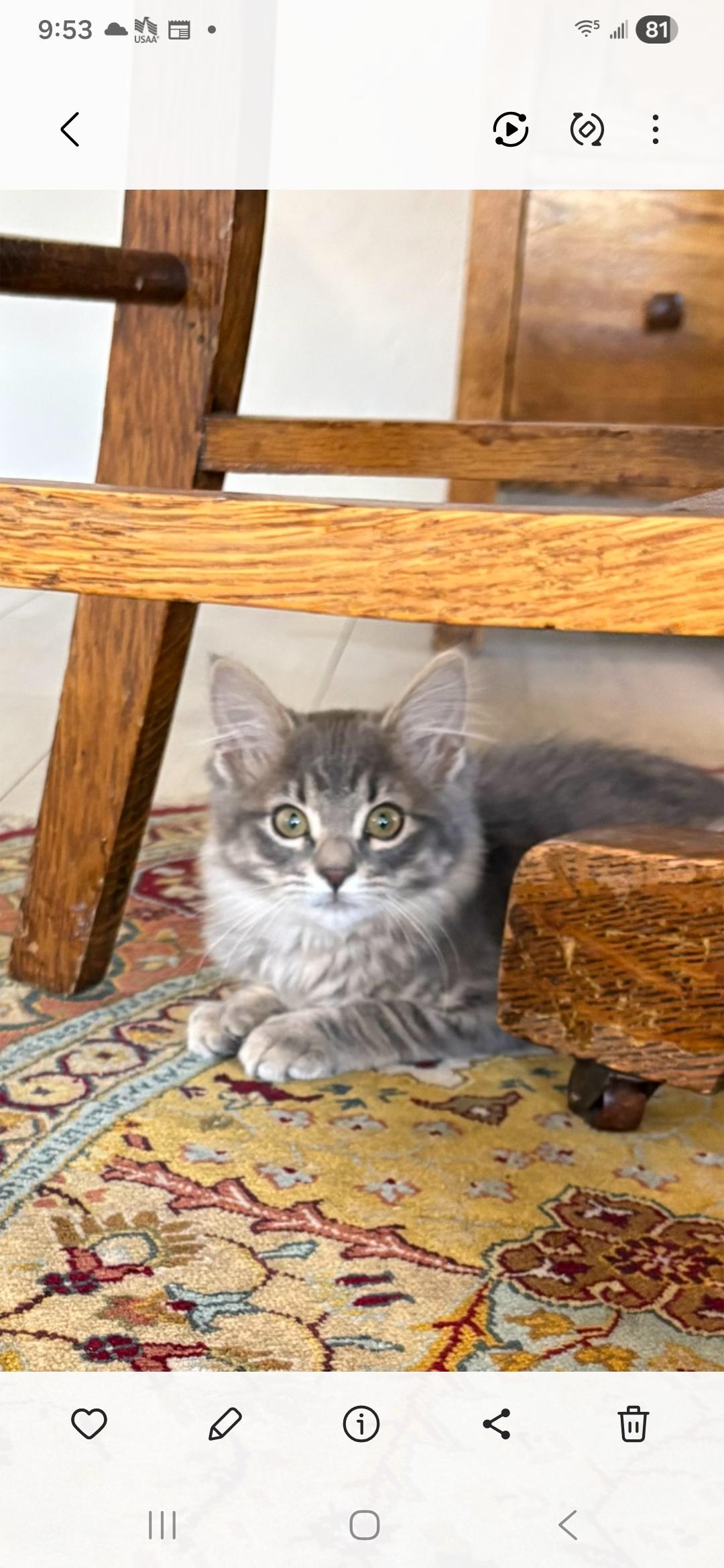 Glenda, an adopted mixed breed in Albuquerque, NM image 1/6