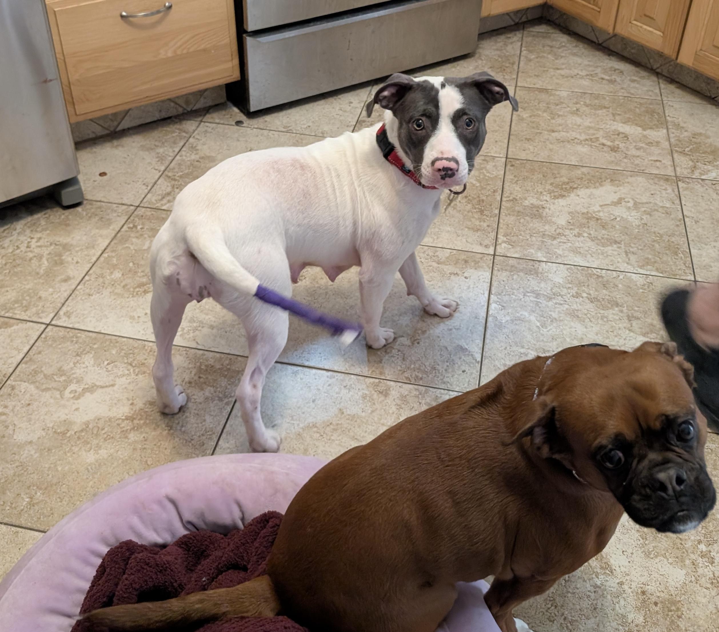 Enlarge Peppa, a Adoptable mixed breed in Albany, NY image 5/6