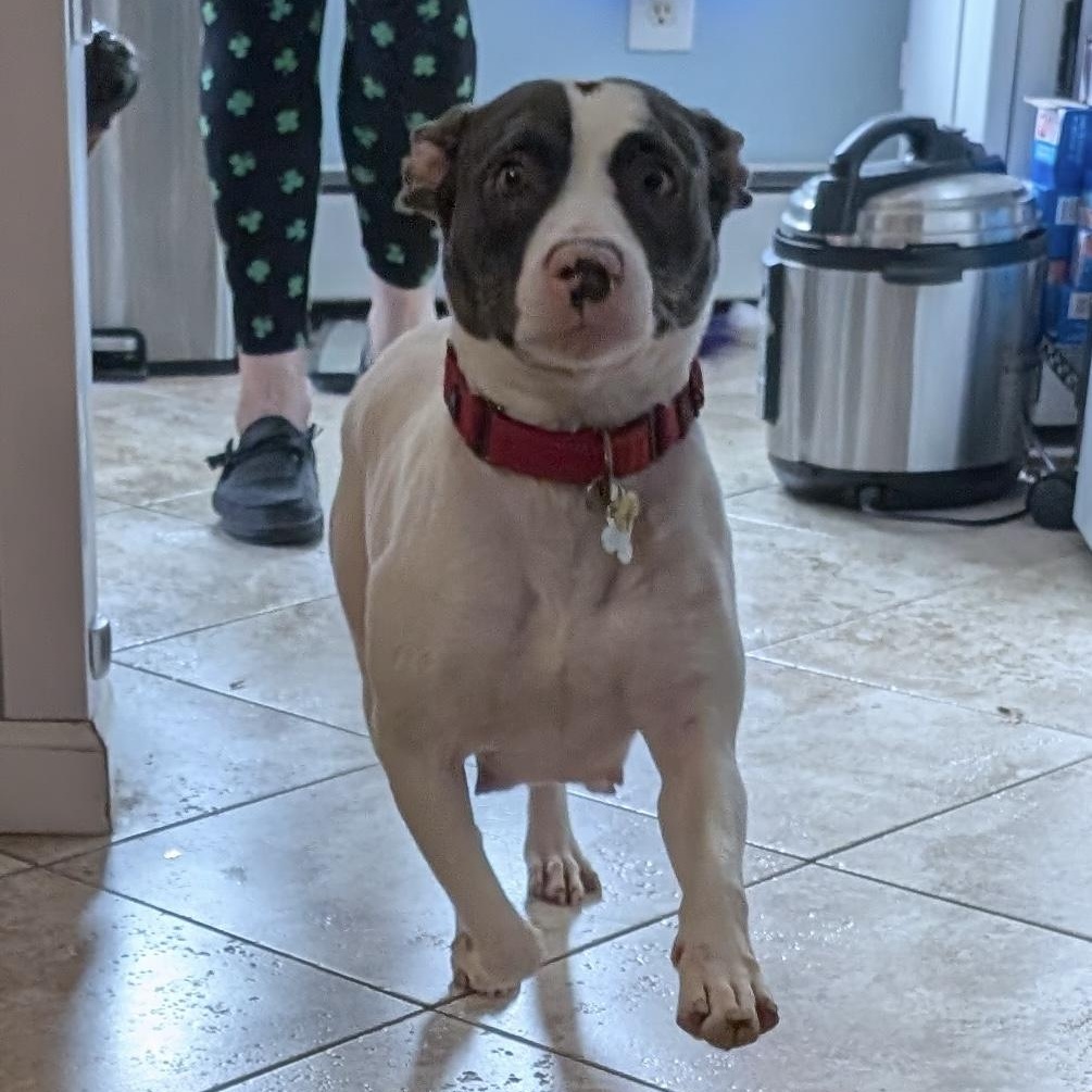 Enlarge Peppa, a Adoptable mixed breed in Albany, NY image 2/6