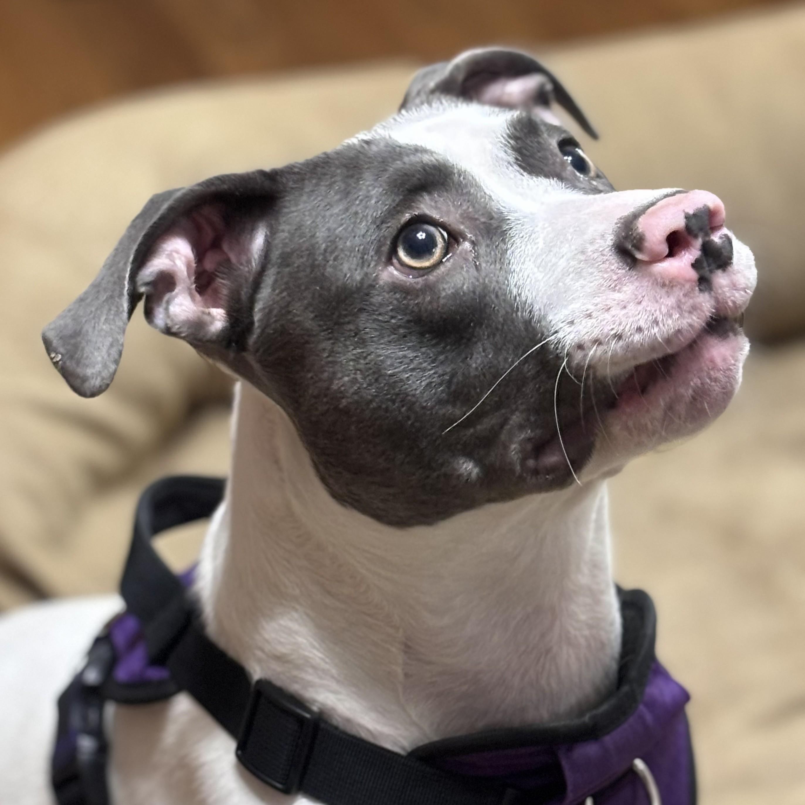 Enlarge Peppa, a Adoptable mixed breed in Albany, NY image 1/6