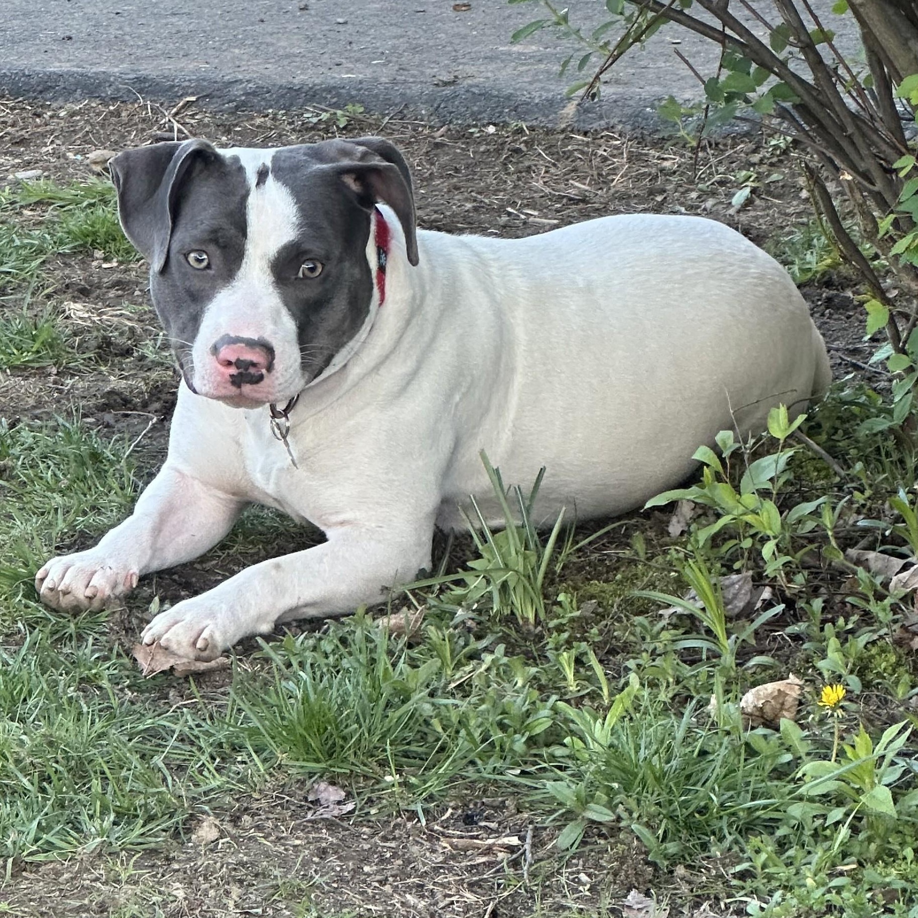 Peppa, Adoptable, Young Female Terrier.