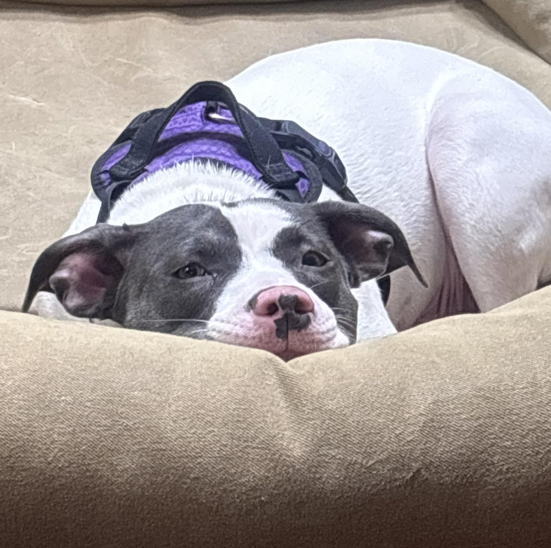 Enlarge Peppa, a Adoptable mixed breed in Albany, NY image 2/6