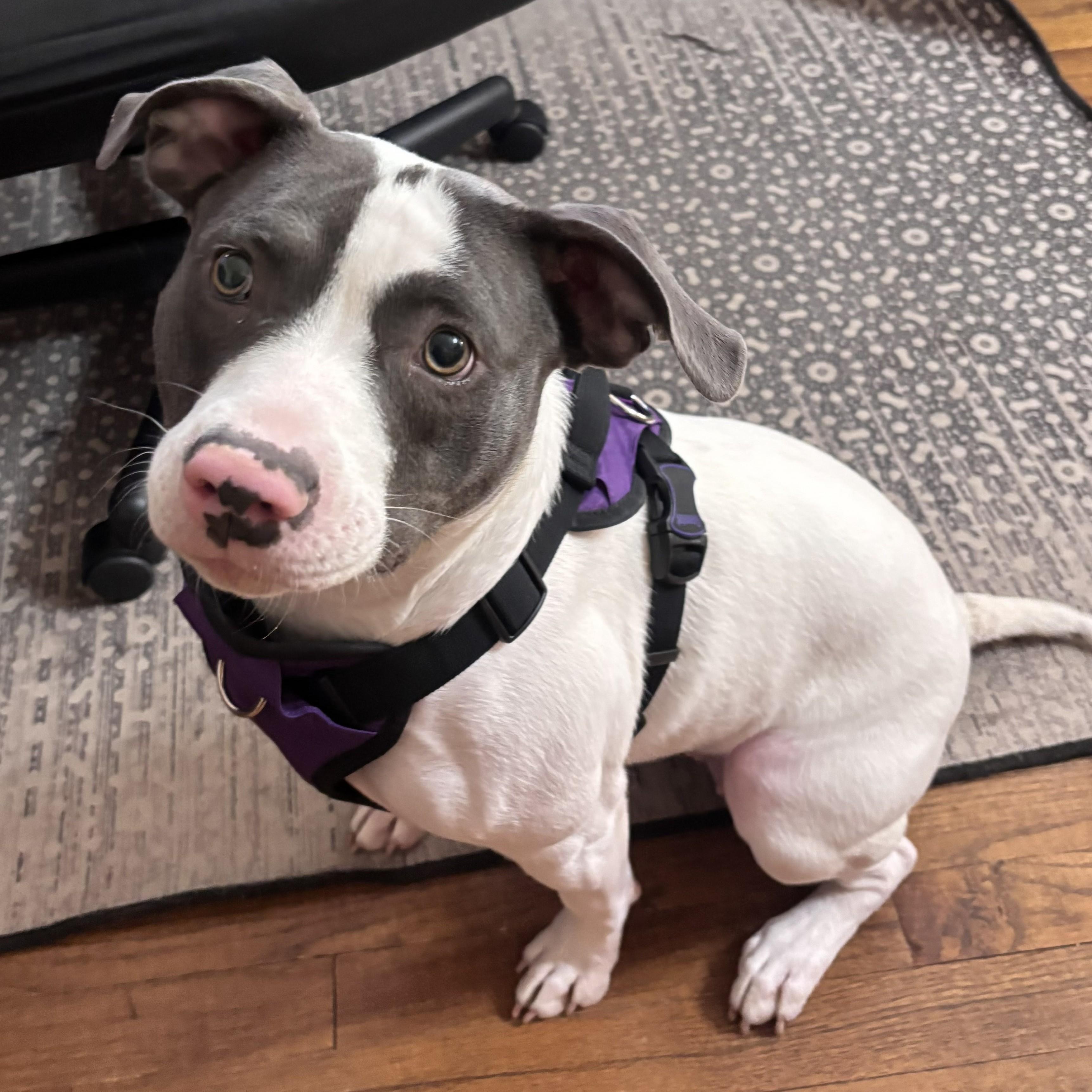 Enlarge Peppa, a Adoptable mixed breed in Albany, NY image 3/6