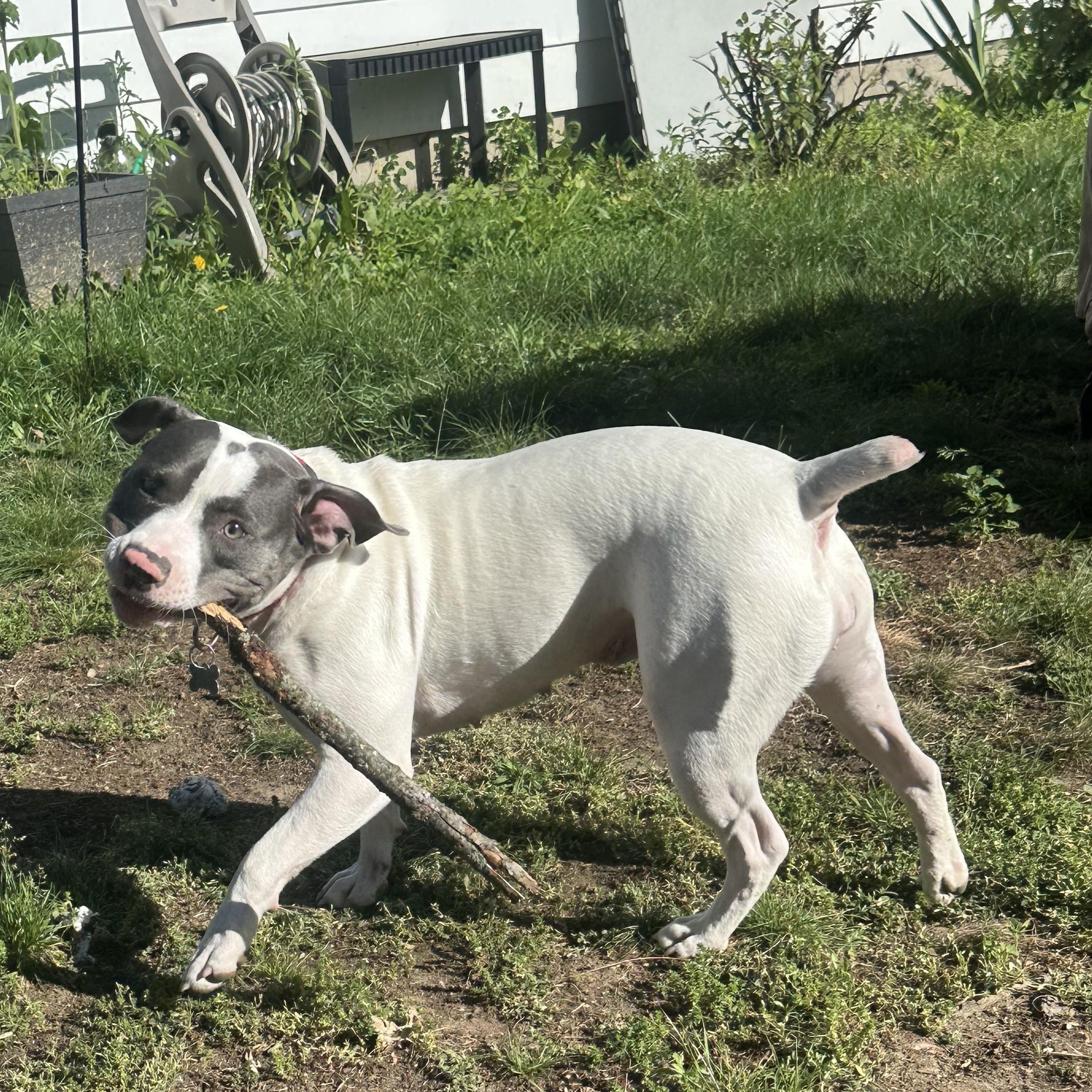 Enlarge Peppa, a Adoptable mixed breed in Albany, NY image 4/6