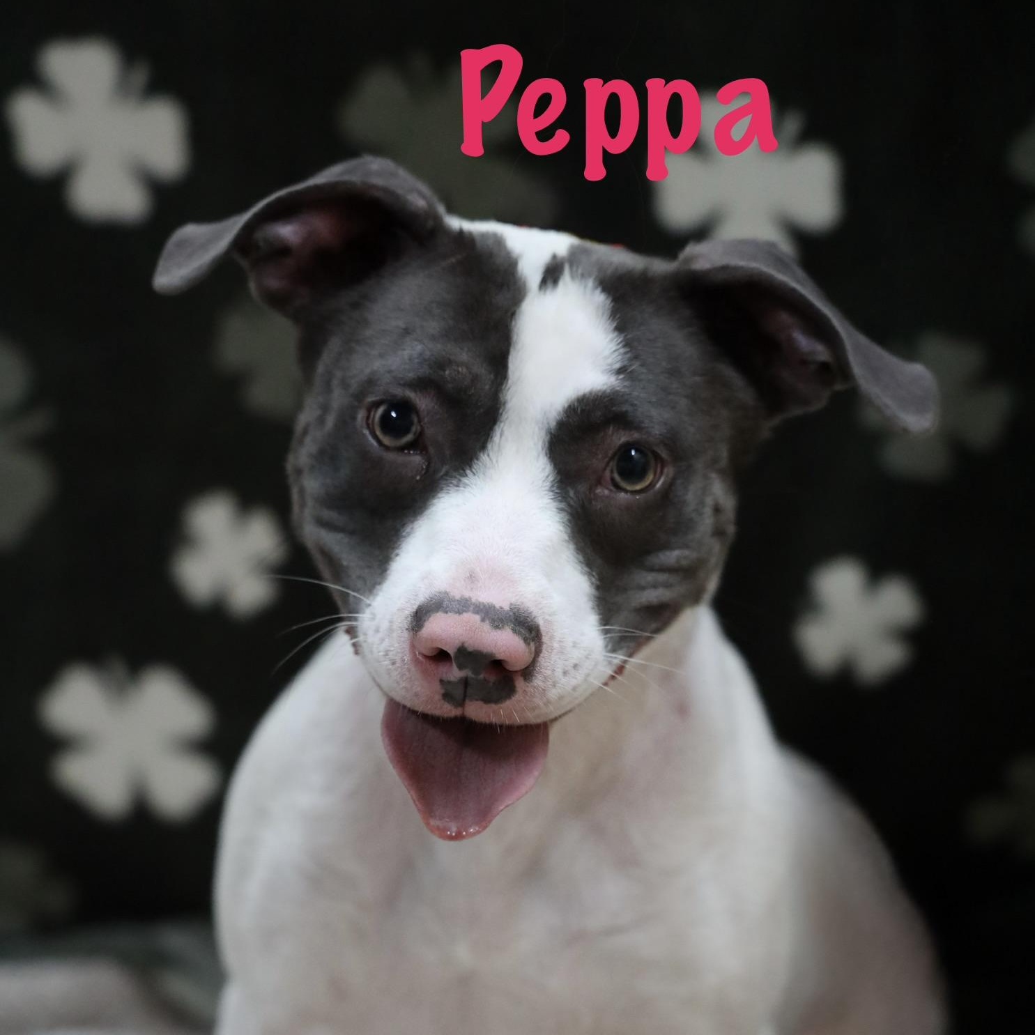 Enlarge Peppa, a Adoptable mixed breed in Albany, NY image 6/6