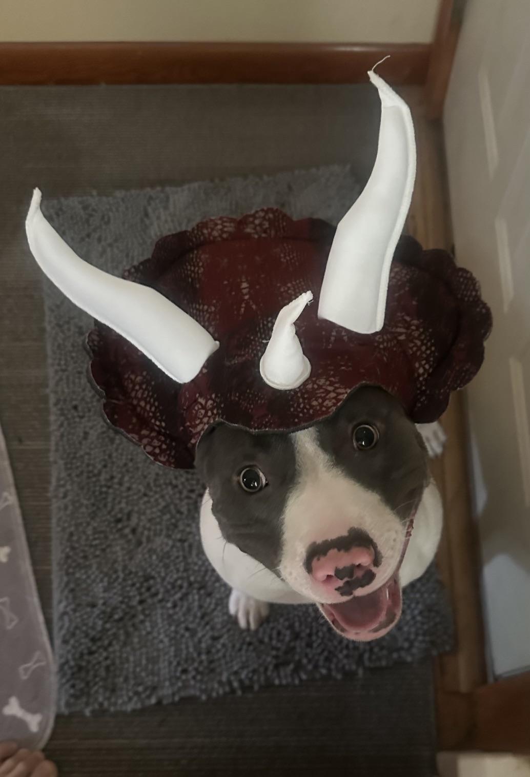 Enlarge Peppa, a Adoptable mixed breed in Albany, NY image 3/6