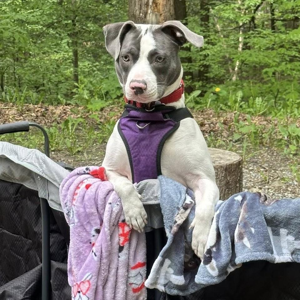 Enlarge Peppa, a Adoptable mixed breed in Albany, NY image 2/6