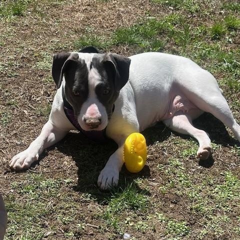 Enlarge Peppa, a Adoptable mixed breed in Albany, NY image 2/6