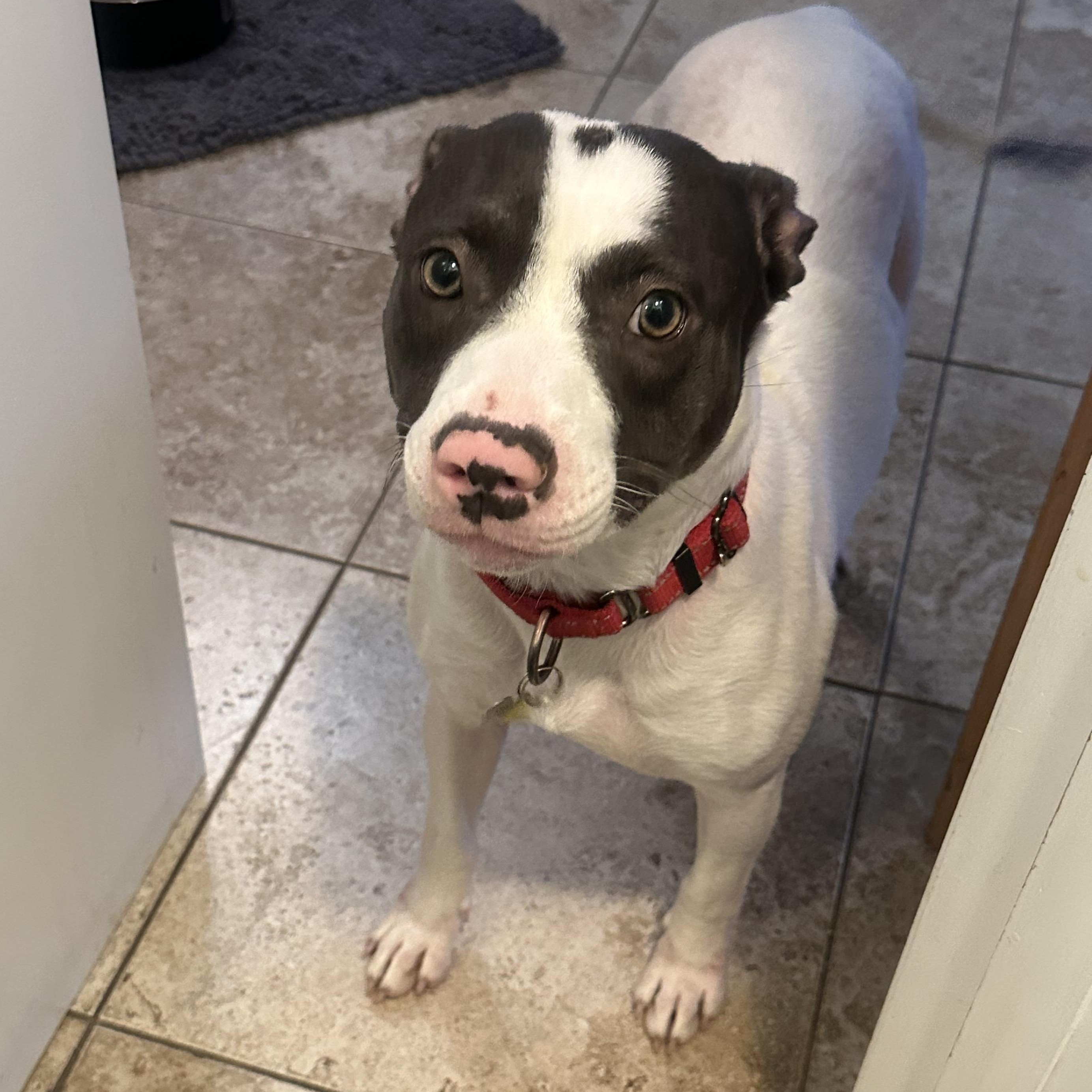 Enlarge Peppa, a Adoptable mixed breed in Albany, NY image 3/6