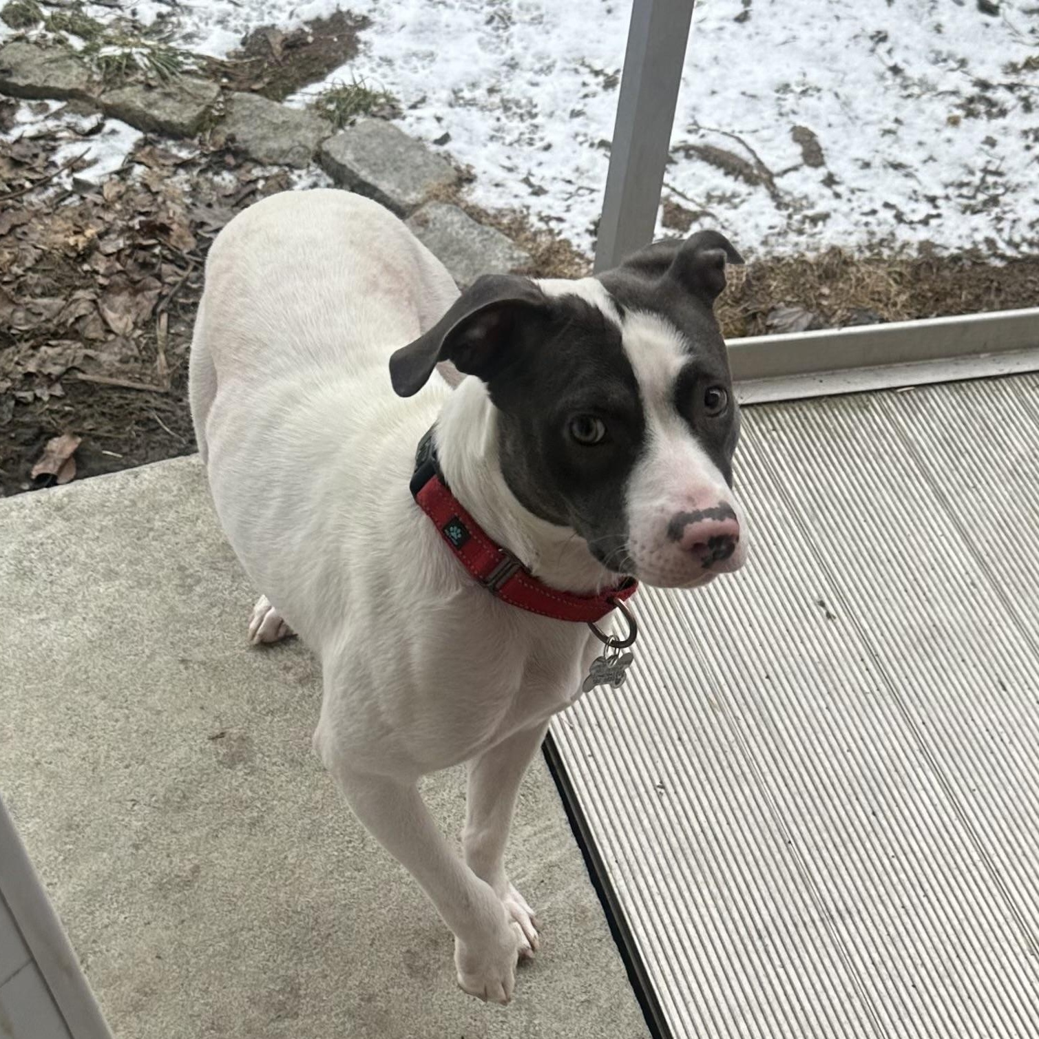 Enlarge Peppa, a Adoptable mixed breed in Albany, NY image 4/6