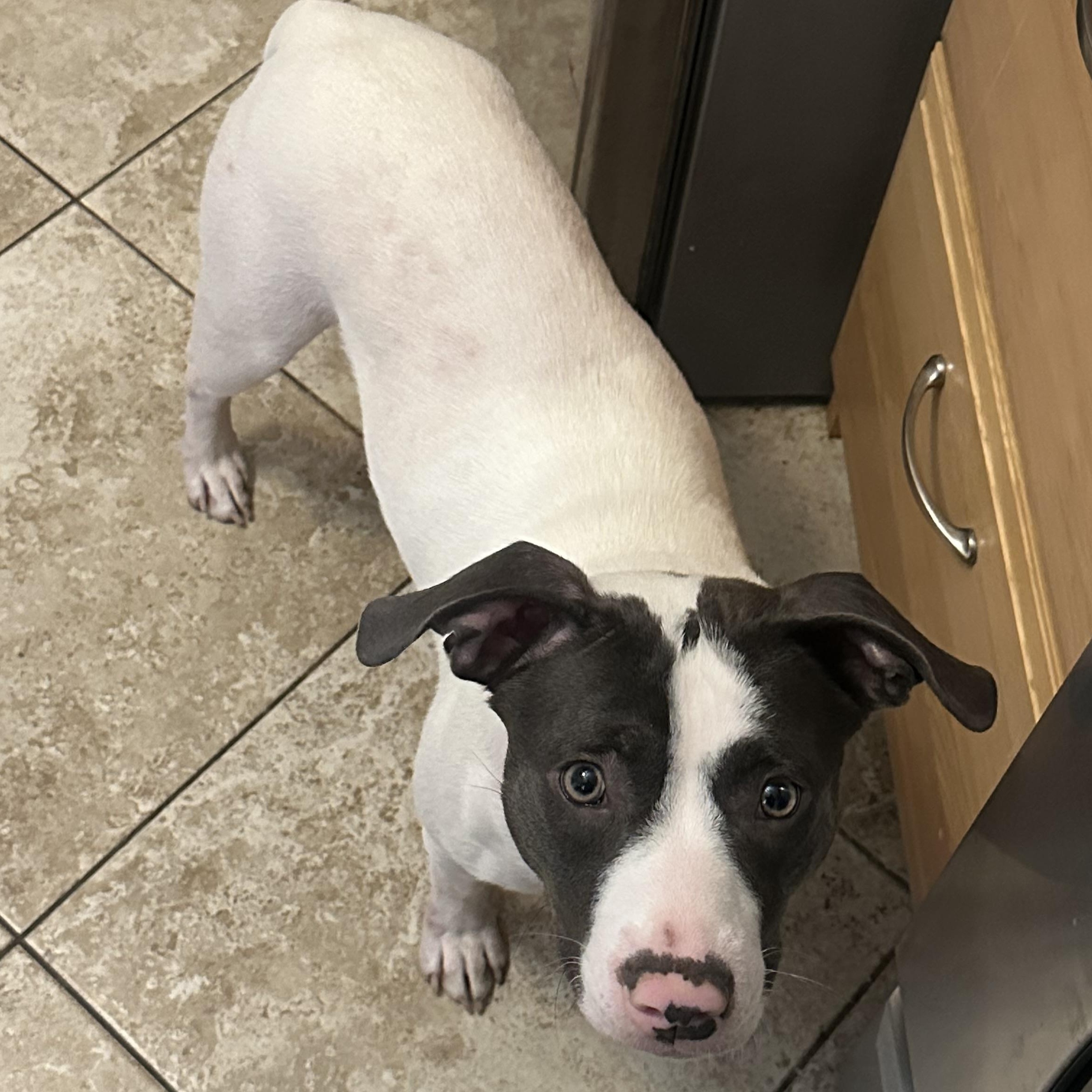 Peppa, Adoptable, Young Female Terrier.