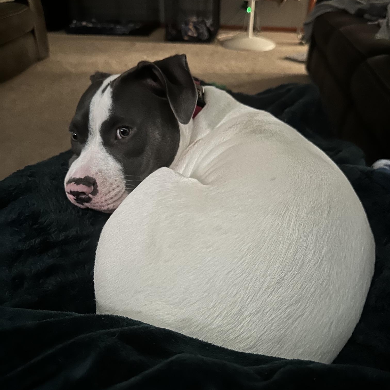 Enlarge Peppa, a Adoptable mixed breed in Albany, NY image 5/6
