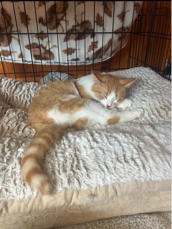 Enlarge Teddy (25-278 C), a Adoptable Domestic Short Hair in Lansing, MI image 1/3