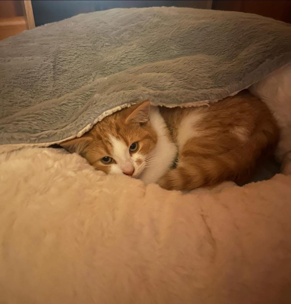 Enlarge Teddy (25-278 C), a Adoptable Domestic Short Hair in Lansing, MI image 2/3