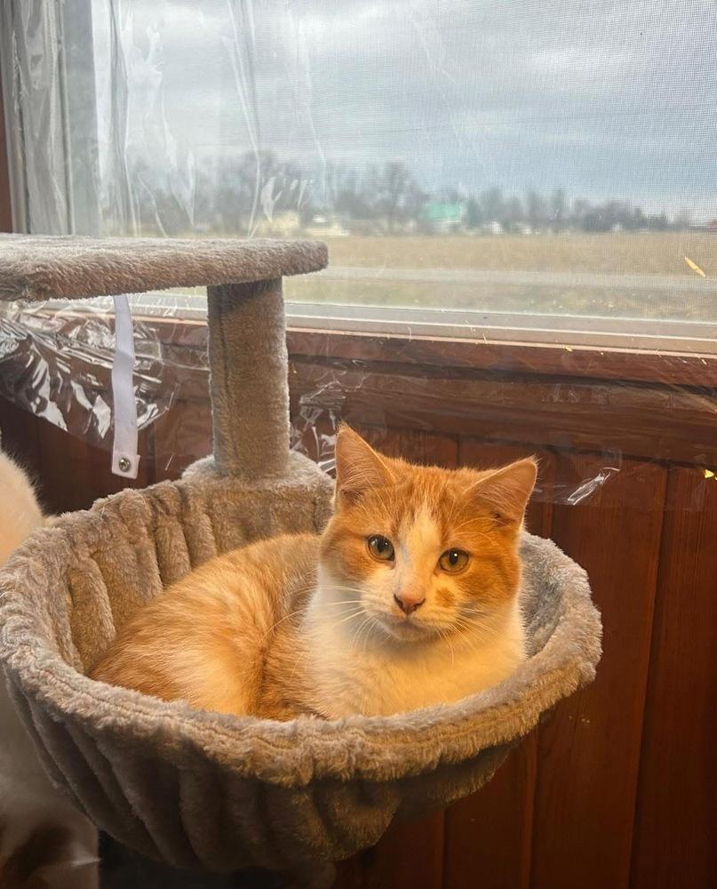 Enlarge Teddy (25-278 C), a Adoptable Domestic Short Hair in Lansing, MI image 3/3