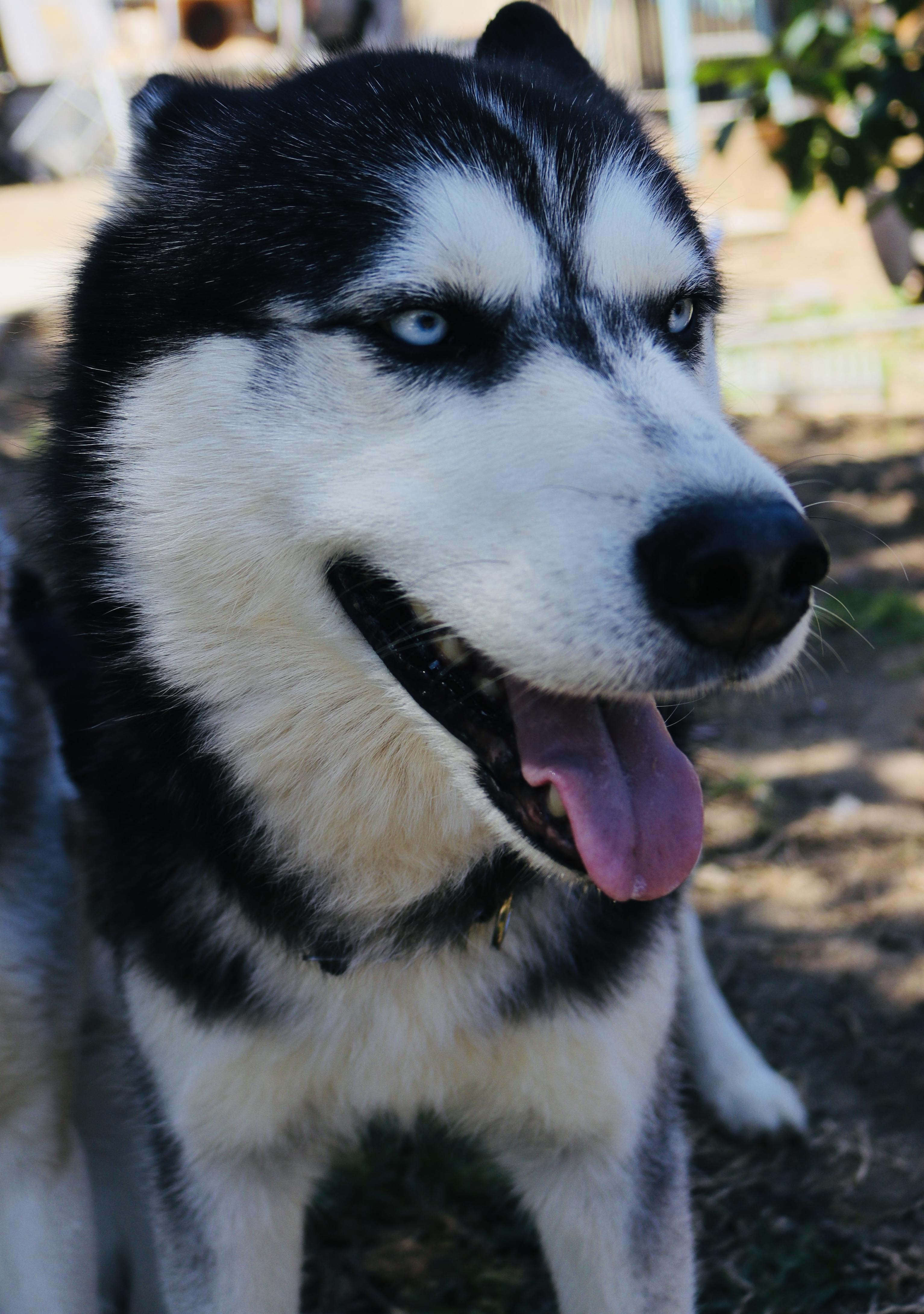 MARSHALL, a Adoptable Siberian Husky in RIVERSIDE, CA image 6/6