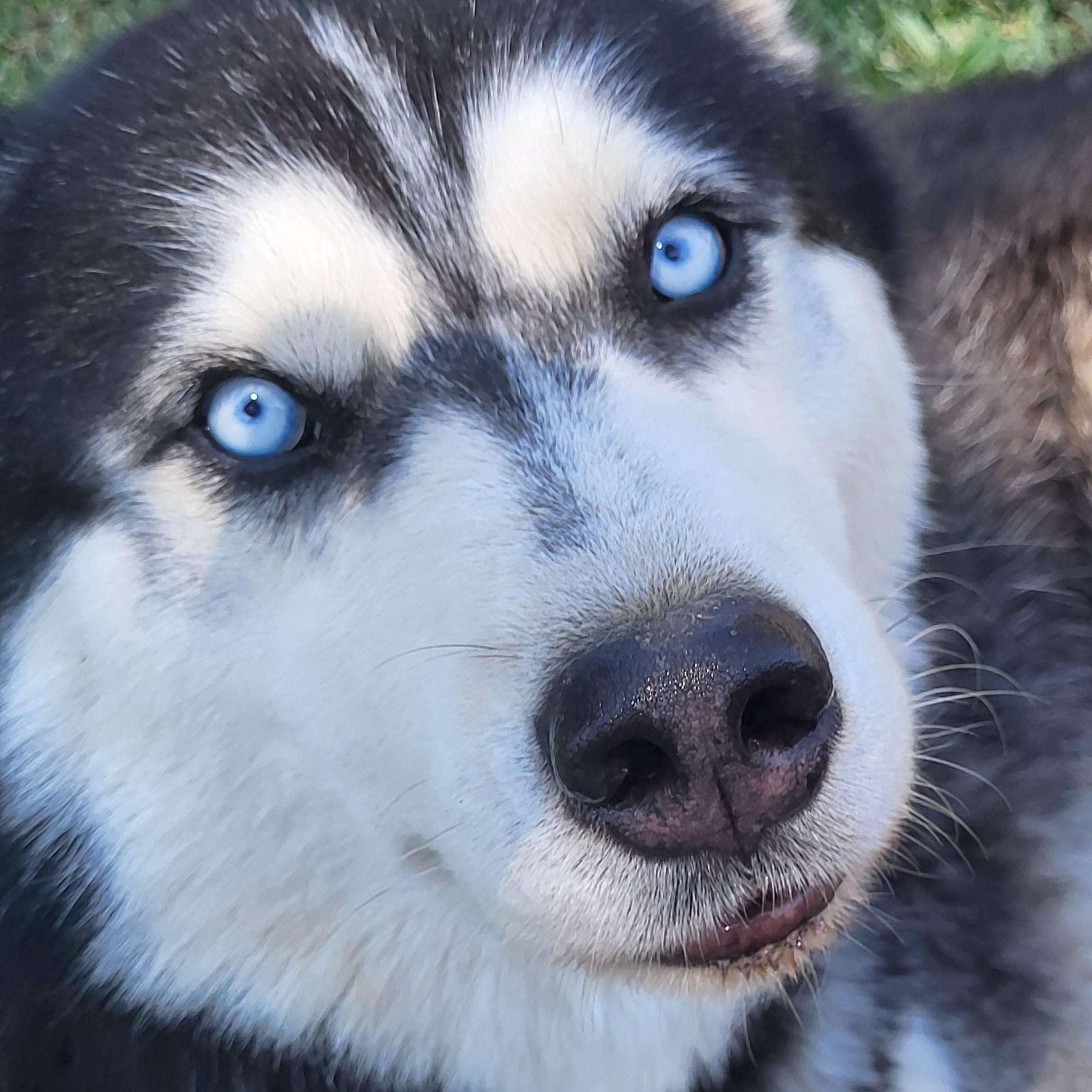 MARSHALL, Adoptable, Young Male Siberian Husky.