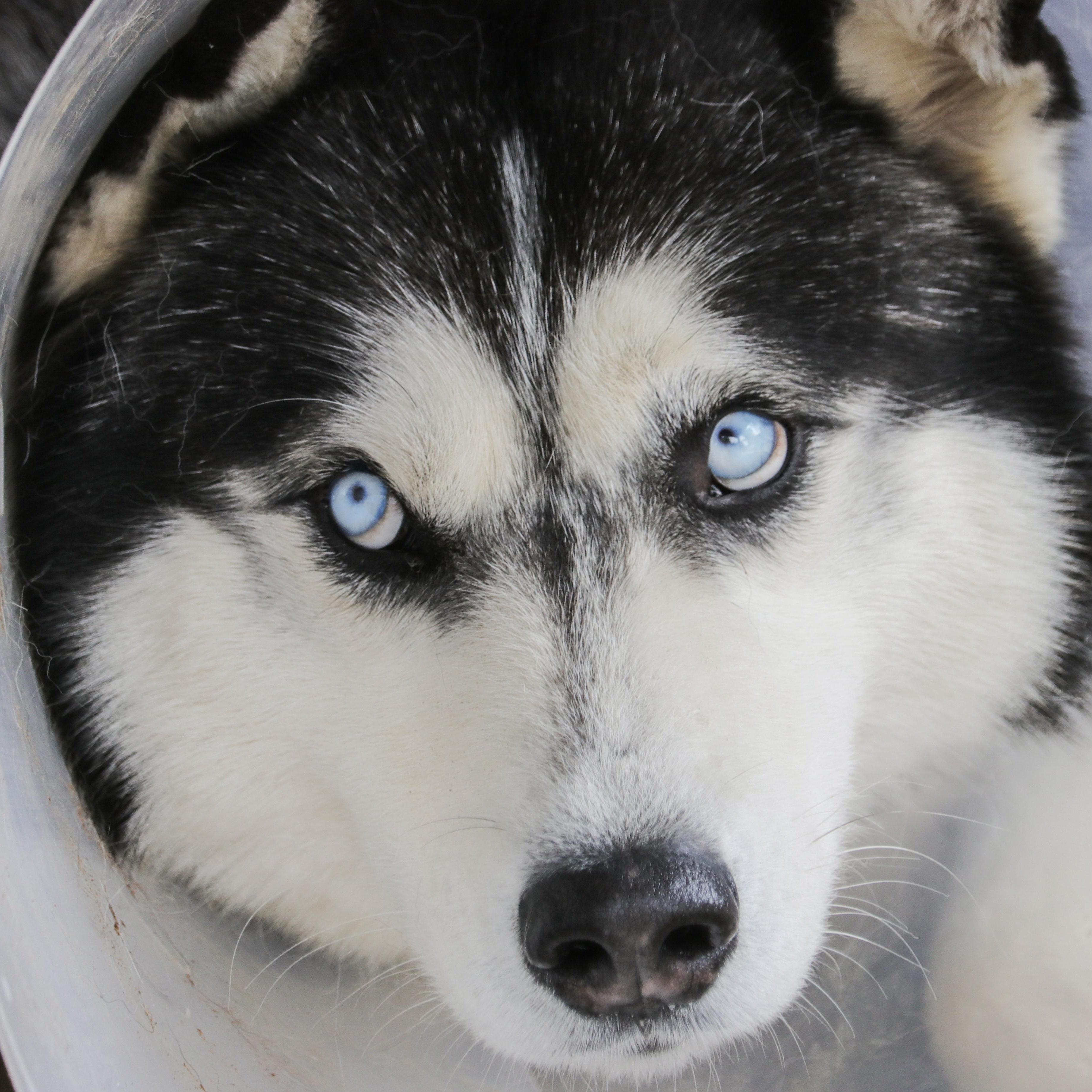 MARSHALL, a Adoptable Siberian Husky in RIVERSIDE, CA image 2/6