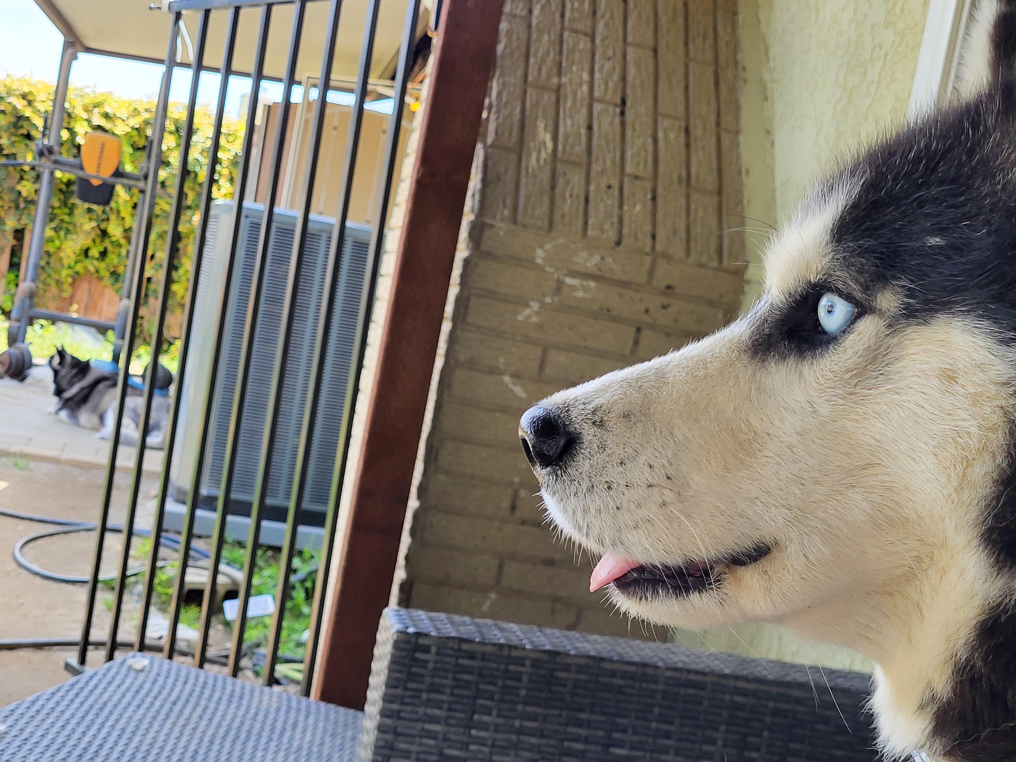 MARSHALL, a Adoptable Siberian Husky in RIVERSIDE, CA image 5/6
