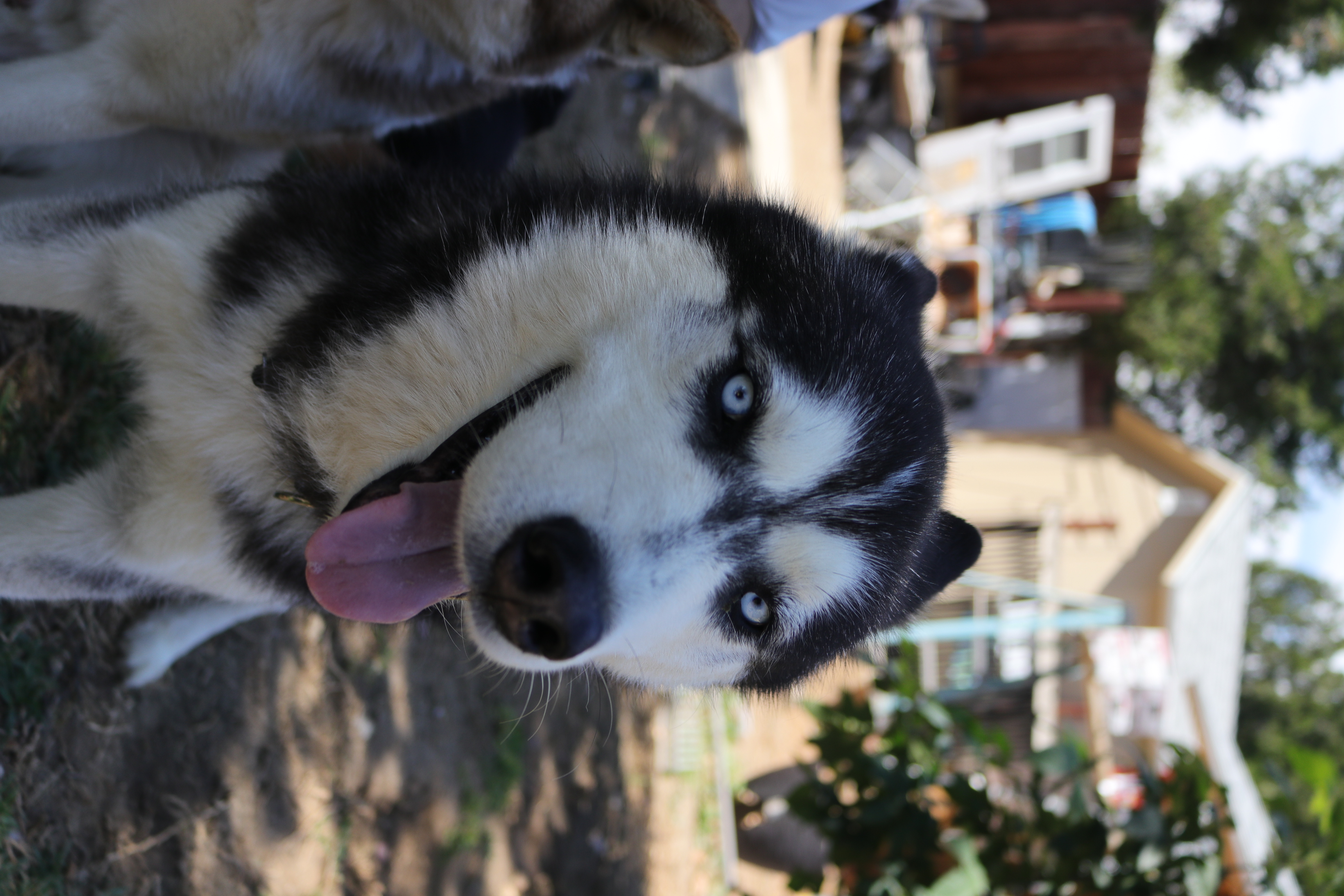 MARSHALL, adopted, Young Male Siberian Husky.