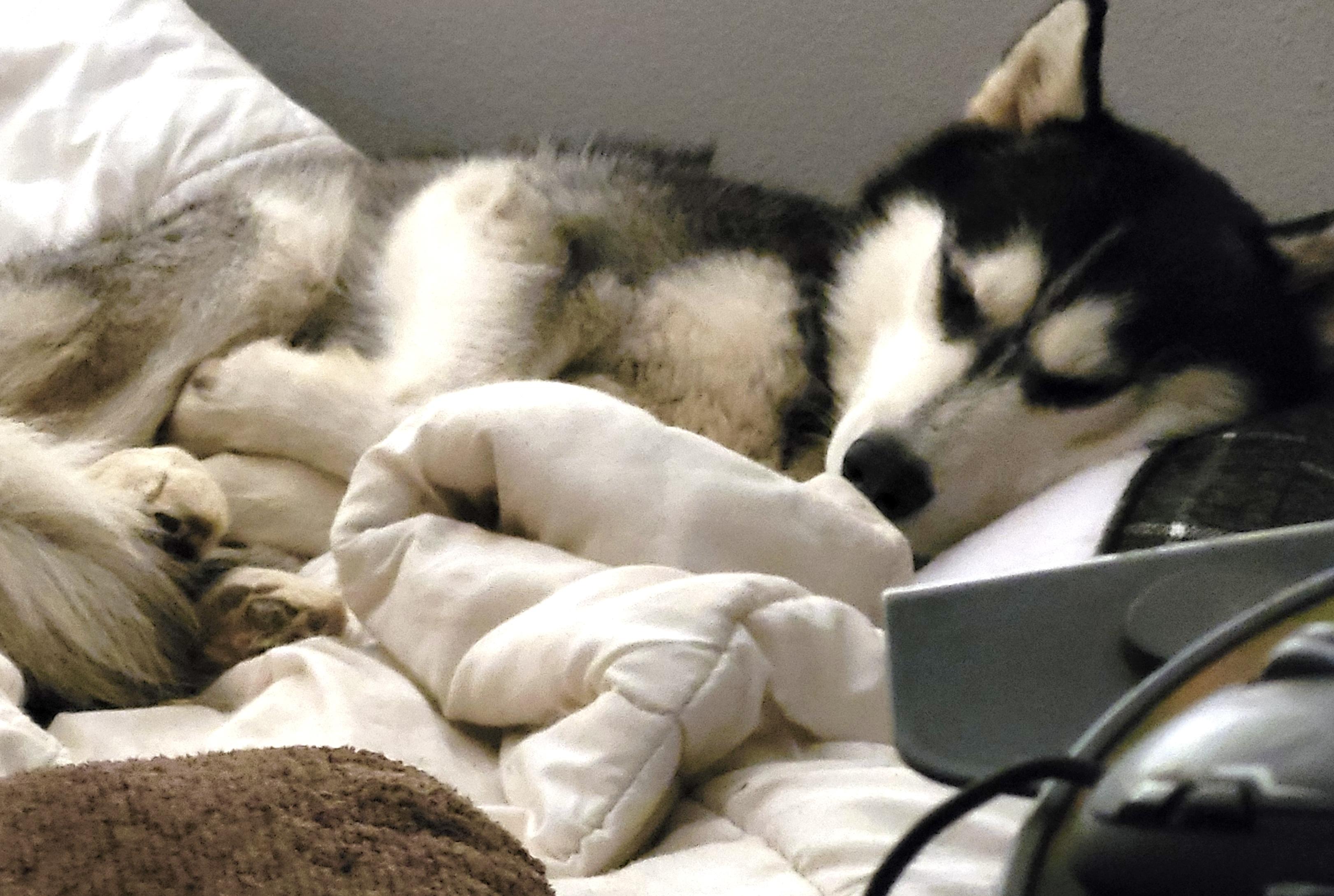 MARSHALL, a Adoptable Siberian Husky in RIVERSIDE, CA image 4/6