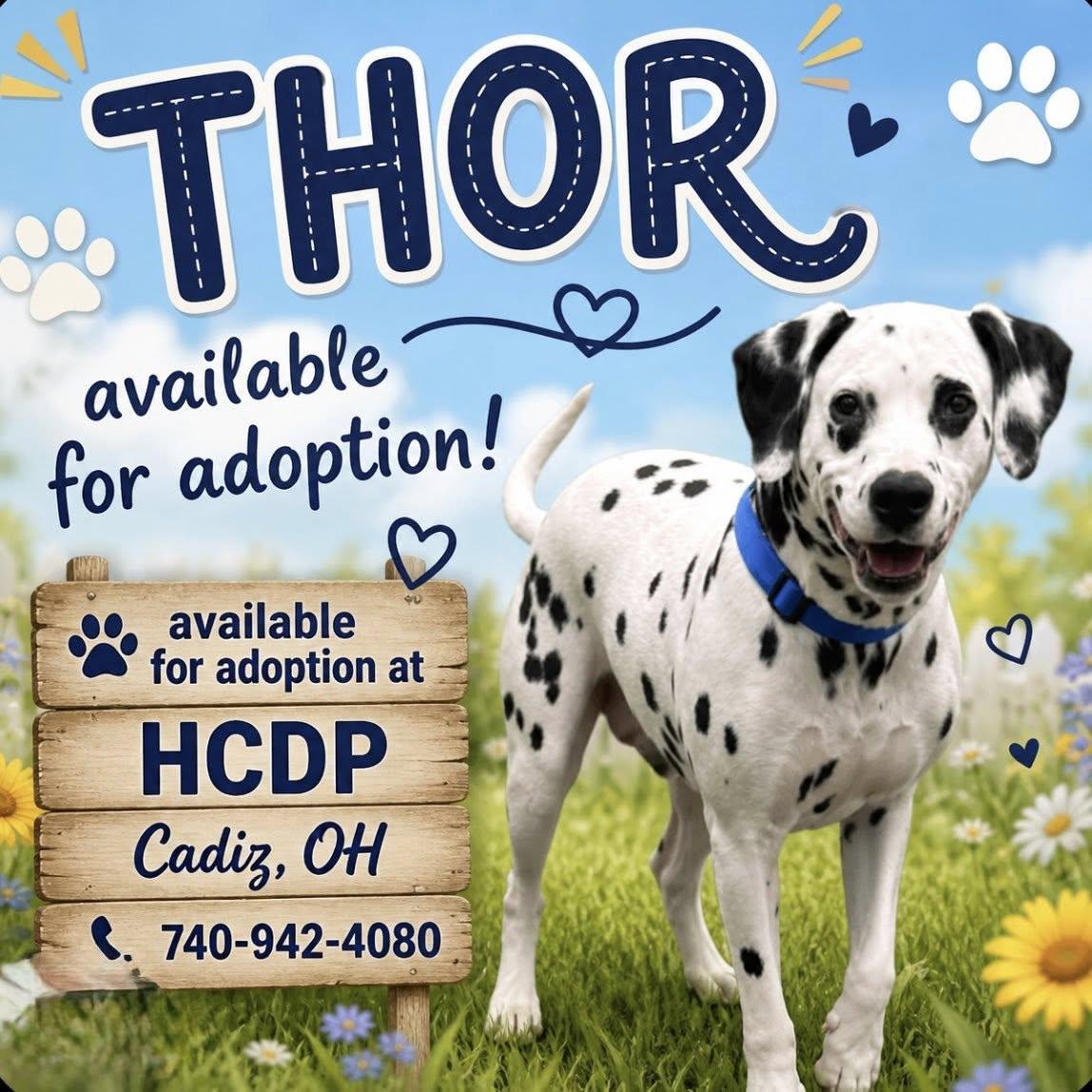 THOR, ADOPTABLE, Adult Male Dalmatian.