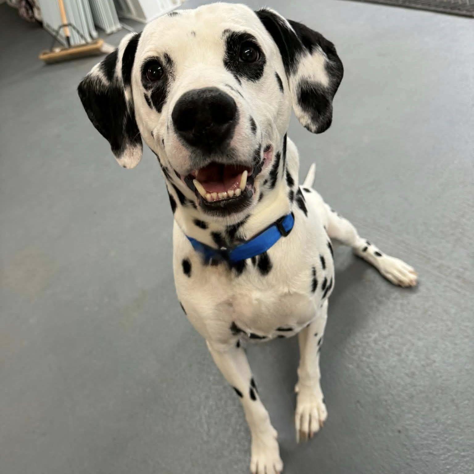 Enlarge THOR, a ADOPTABLE Dalmatian in Cadiz, OH image 4/4