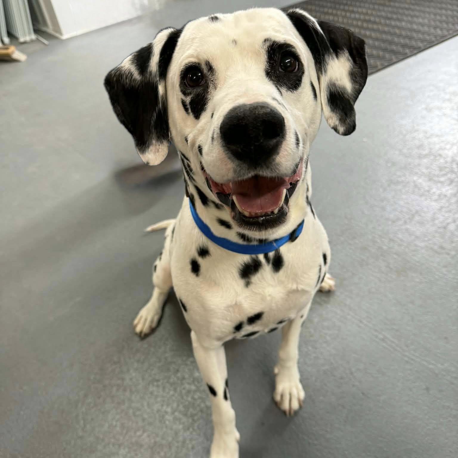 Enlarge THOR, a ADOPTABLE Dalmatian in Cadiz, OH image 3/4