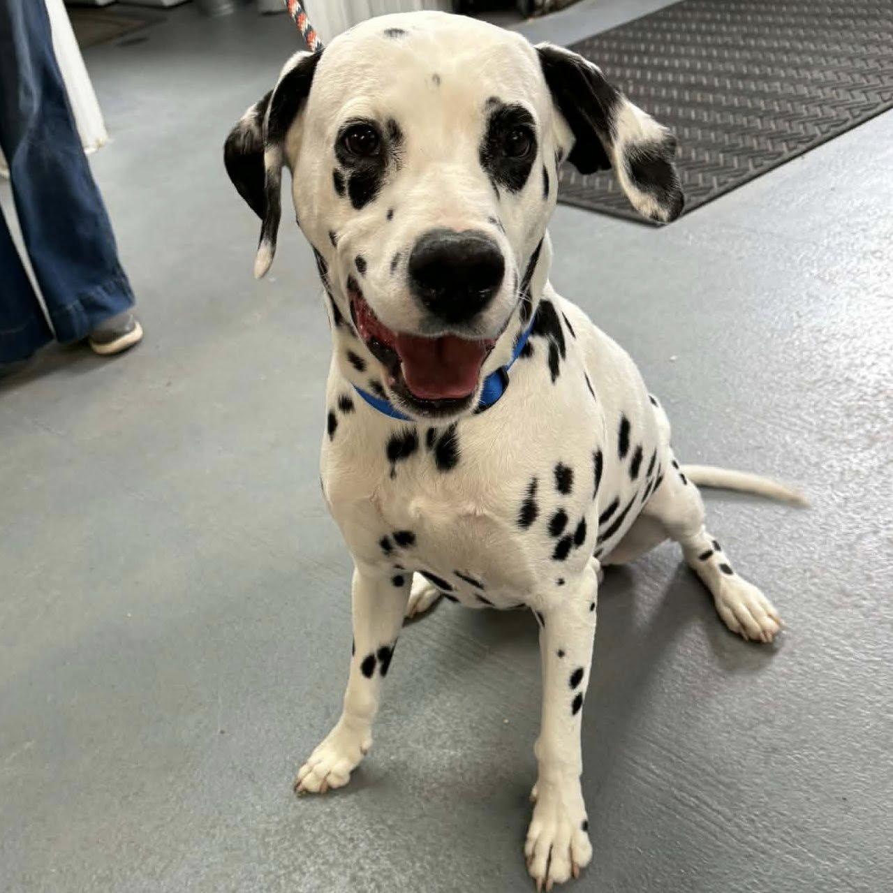 Enlarge THOR, a ADOPTABLE Dalmatian in Cadiz, OH image 2/4