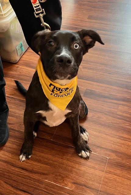 Nila , a ADOPTABLE mixed breed in Egg Harbor City, NJ image 5/6