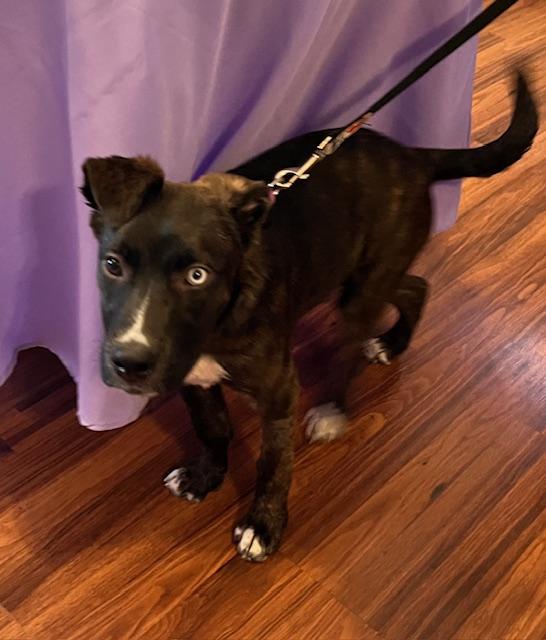 Nila , a ADOPTABLE mixed breed in Egg Harbor City, NJ image 4/6