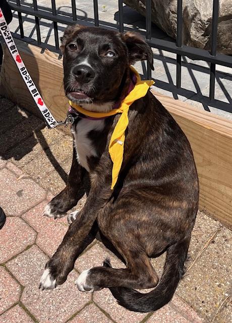 Nila , a ADOPTABLE mixed breed in Egg Harbor City, NJ image 3/6