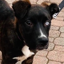 Nila , a ADOPTABLE mixed breed in Egg Harbor City, NJ image 1/6