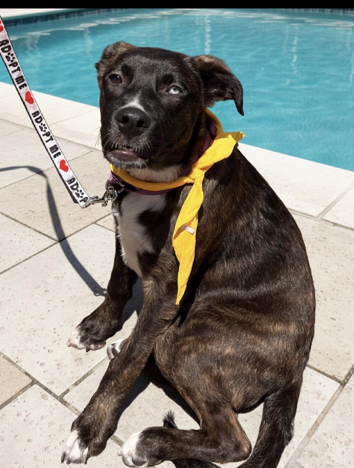 Enlarge Nila , a ADOPTABLE mixed breed in Egg Harbor City, NJ image 2/5