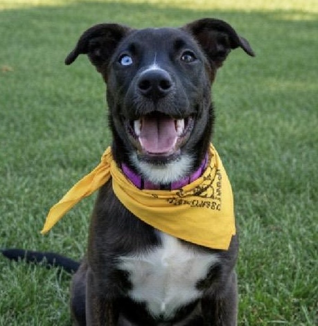 Lyla, ADOPTABLE, Young Female Australian Cattle Dog / Blue Heeler & Labrador Retriever.