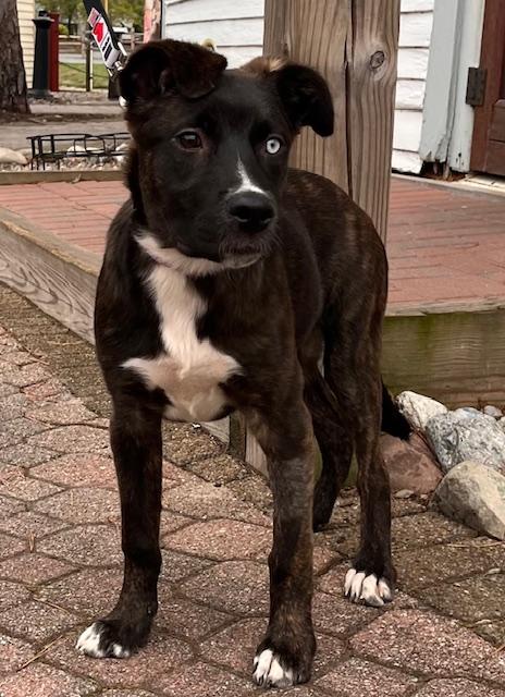 Nila , a ADOPTABLE mixed breed in Egg Harbor City, NJ image 6/6